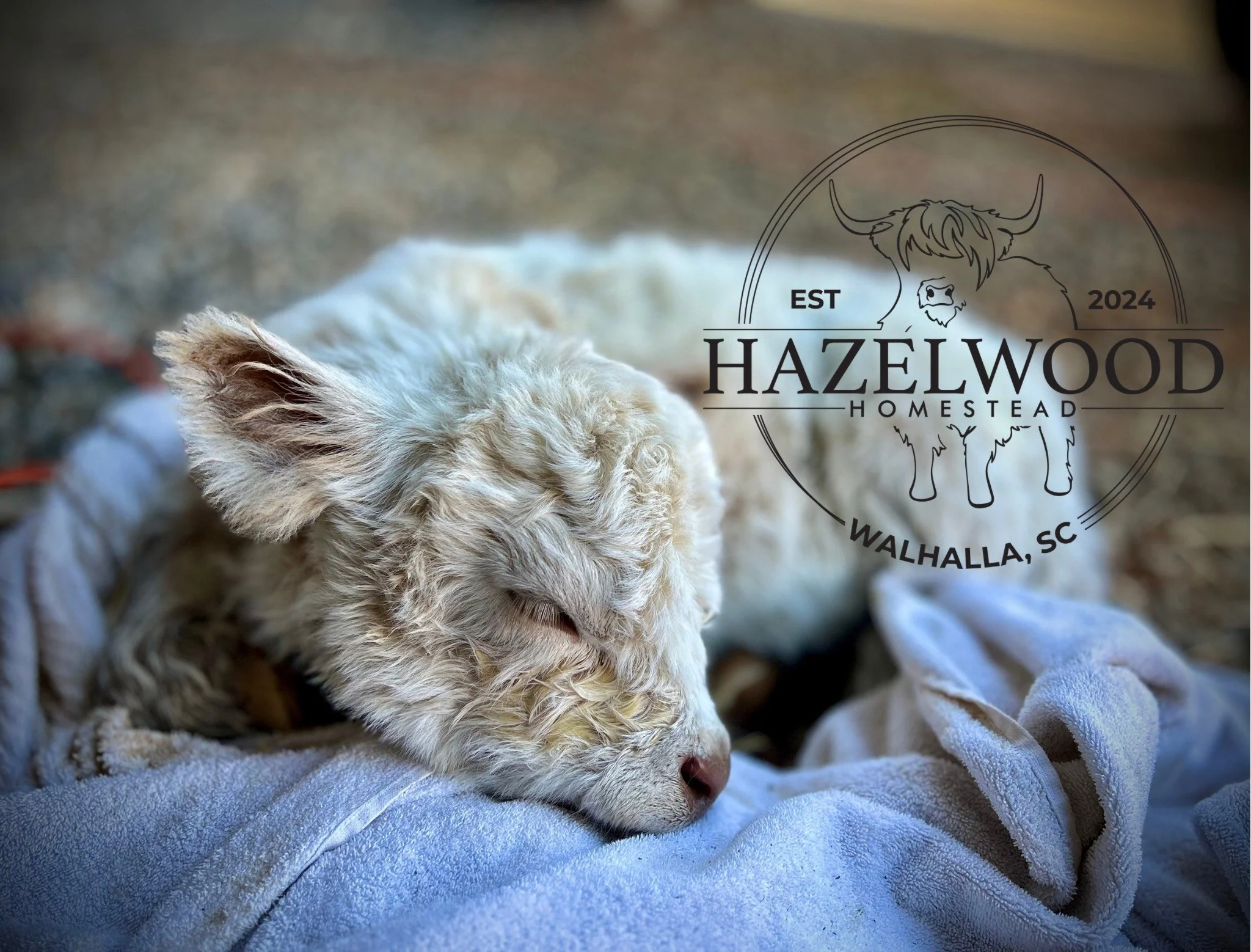 Untitled design (9).png