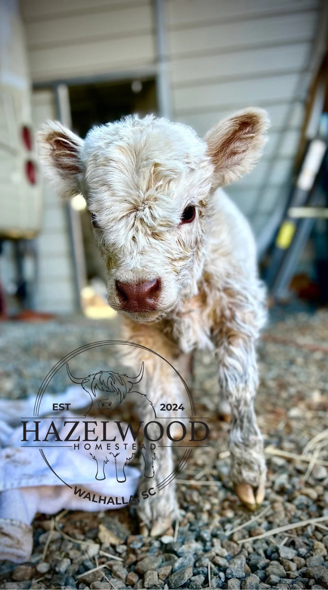 Untitled design (7).png