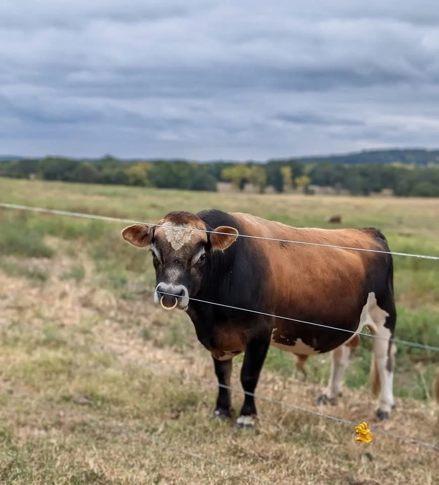 Holdin Strong- Magni