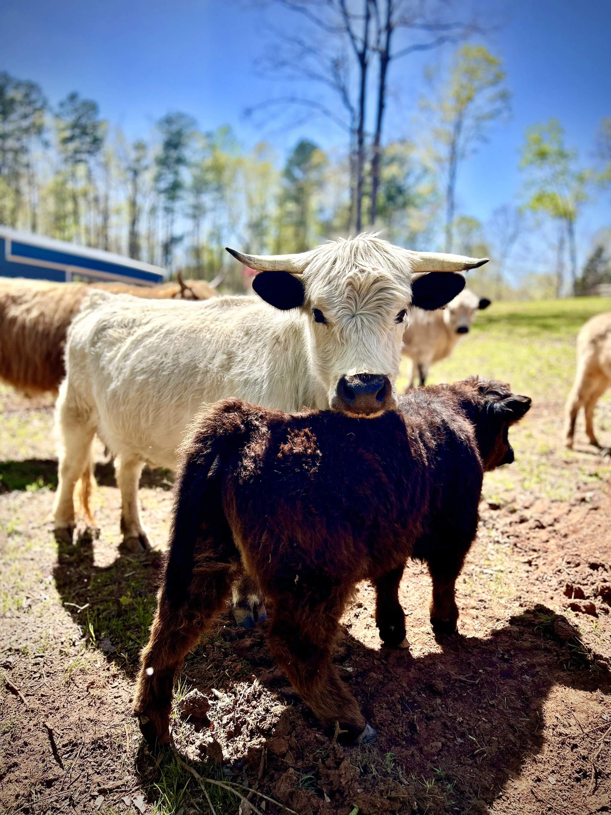 Poppy- Chondro Highpark 39"