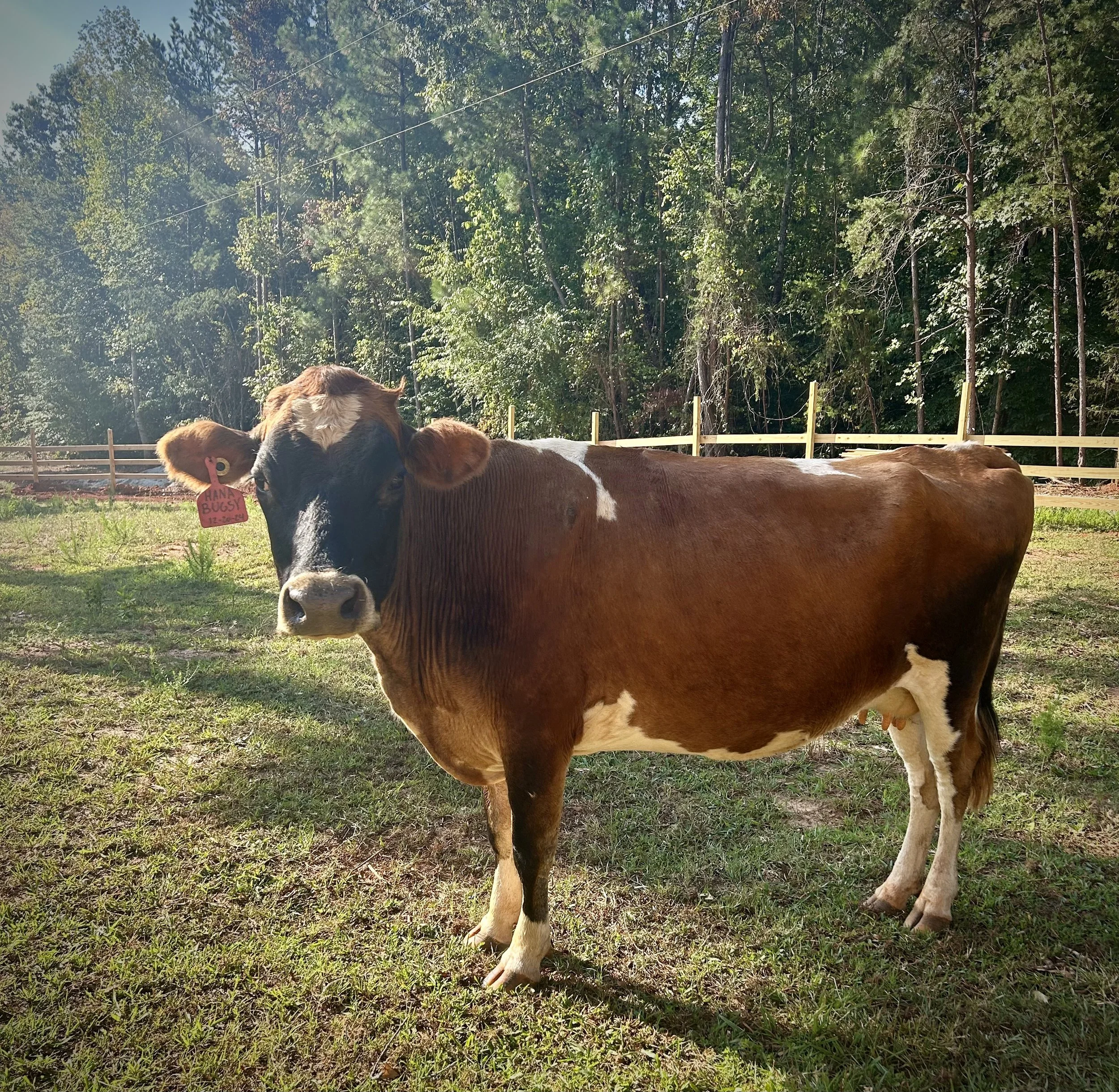 Fern- Midsize Jersey