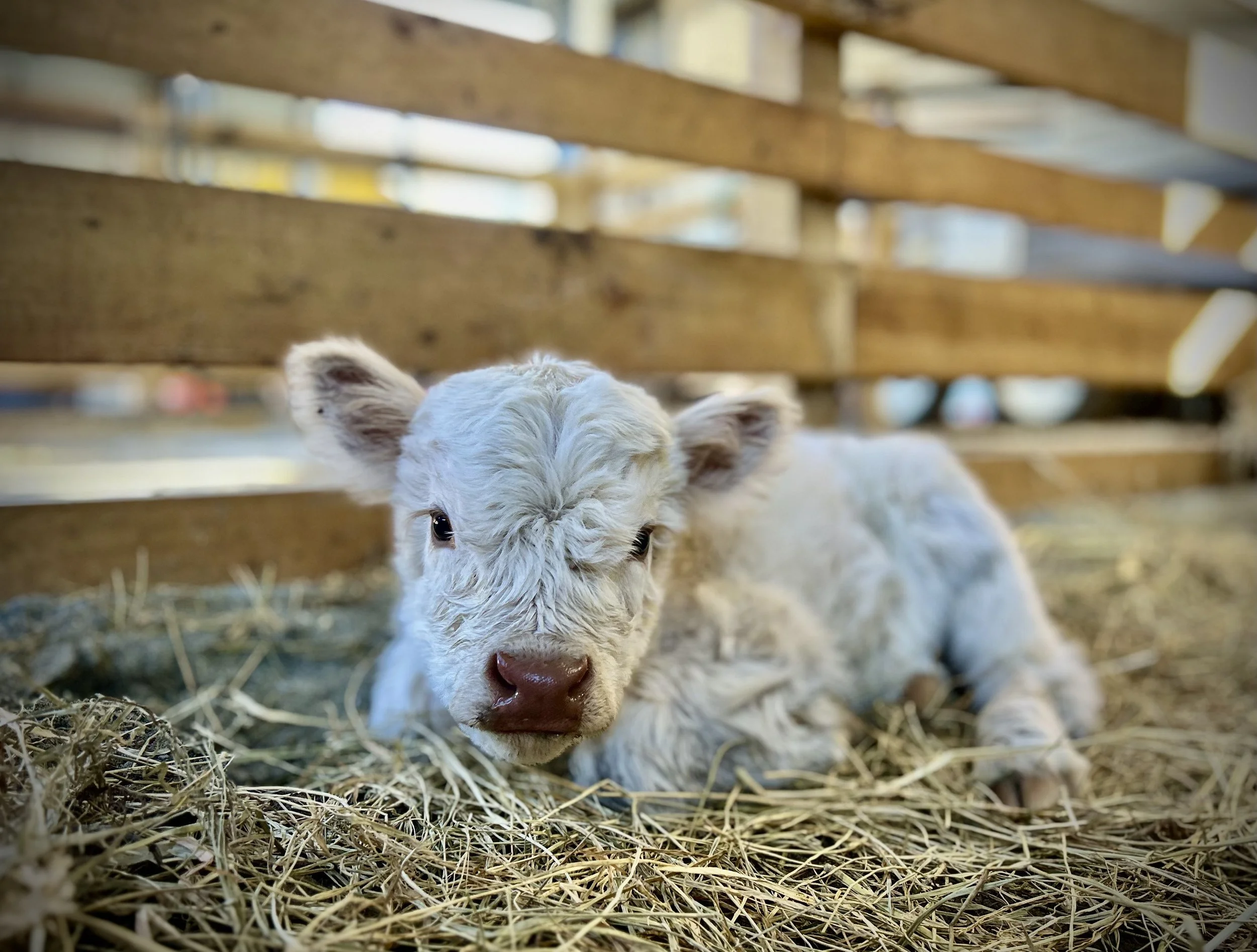 White miniature highland calf
