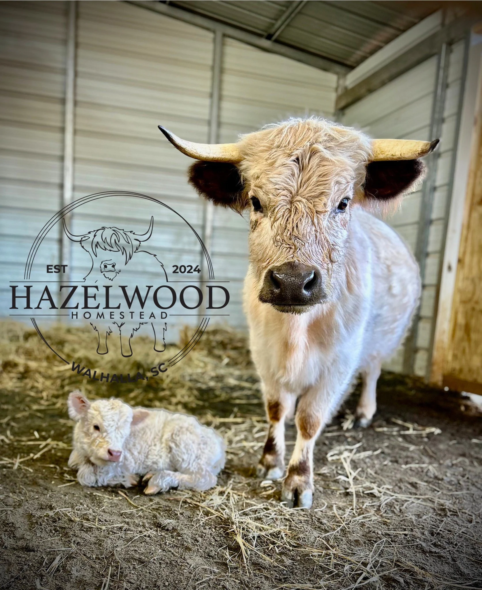 Untitled design (10).png