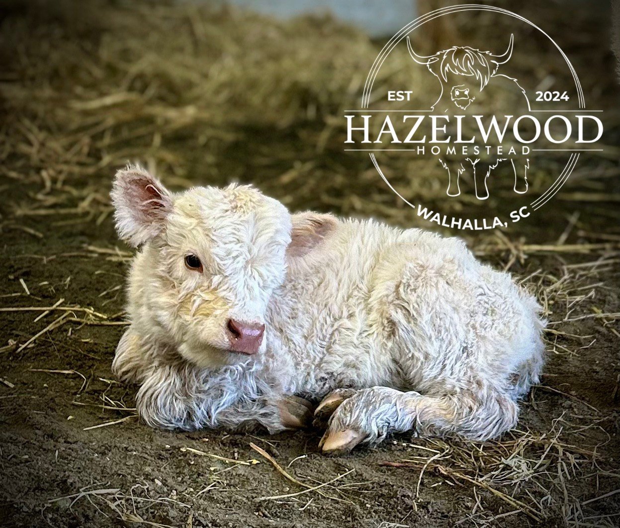 Untitled design (6) - Copy.png