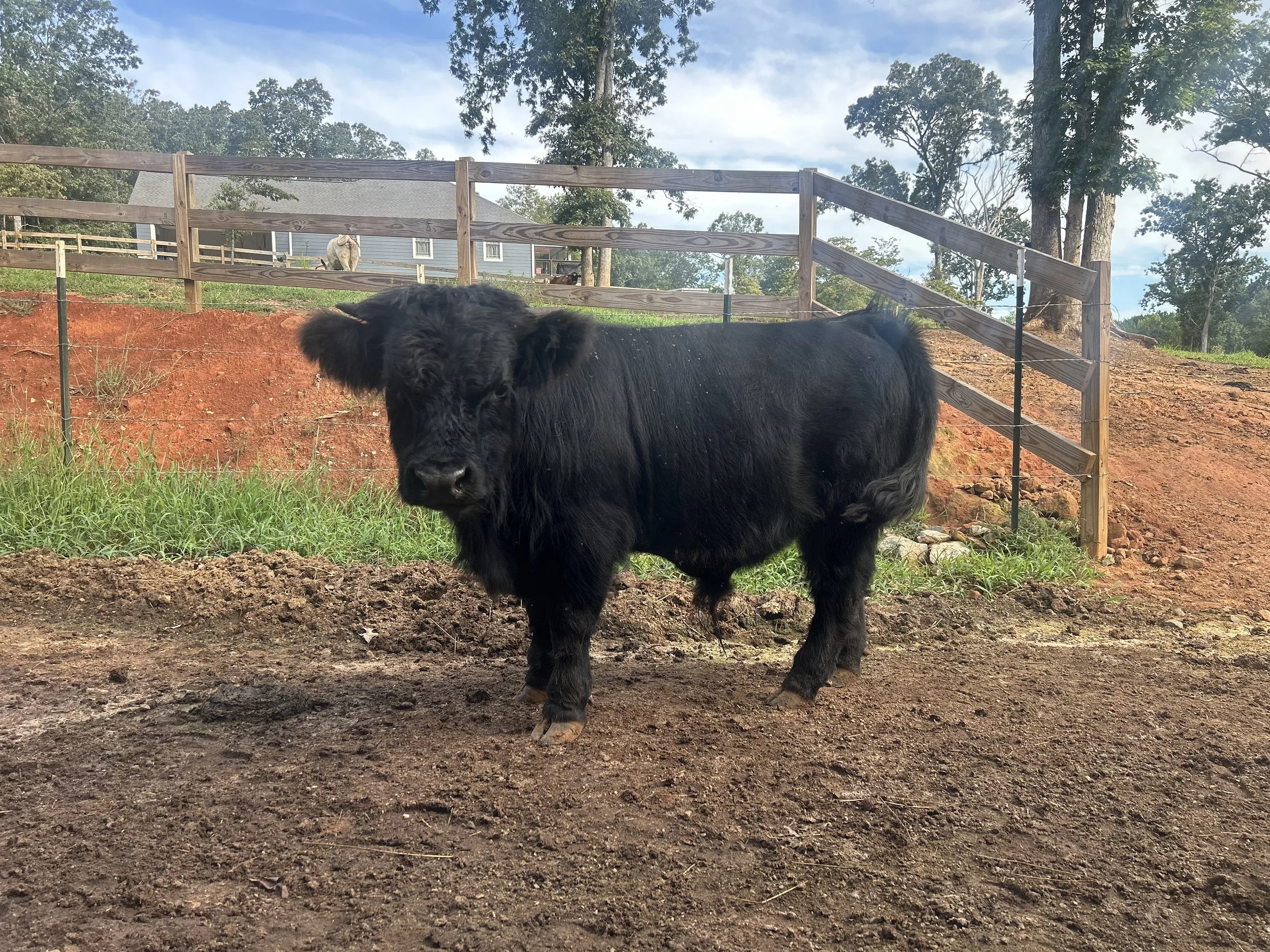 Carter- Chondro Highland Bull 