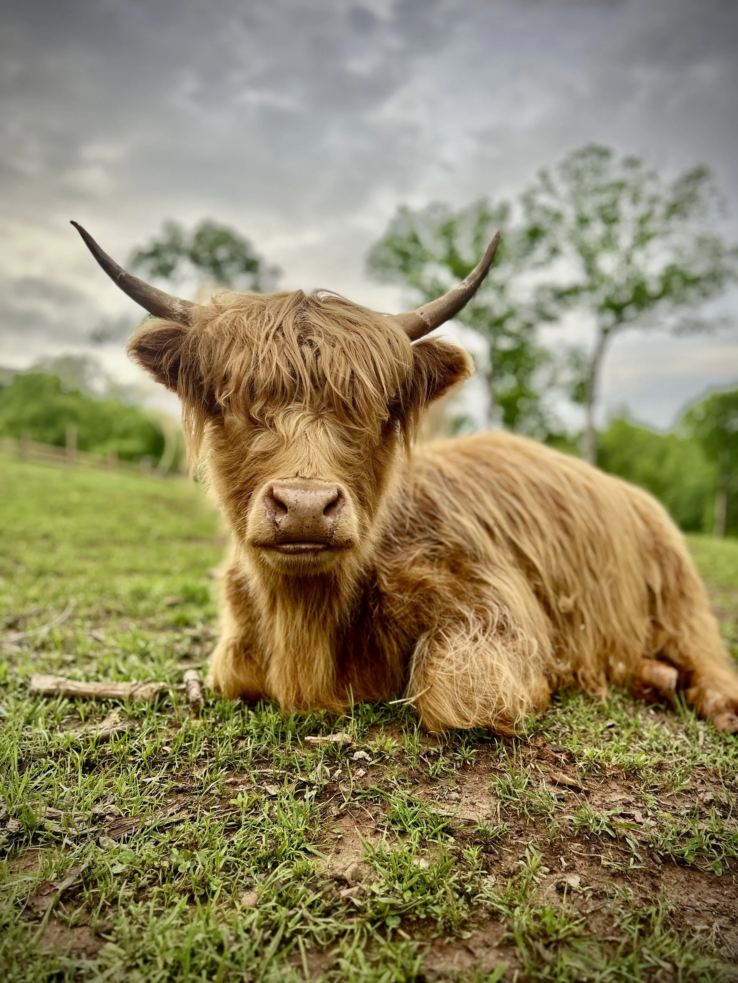 Ginger due summer 2026