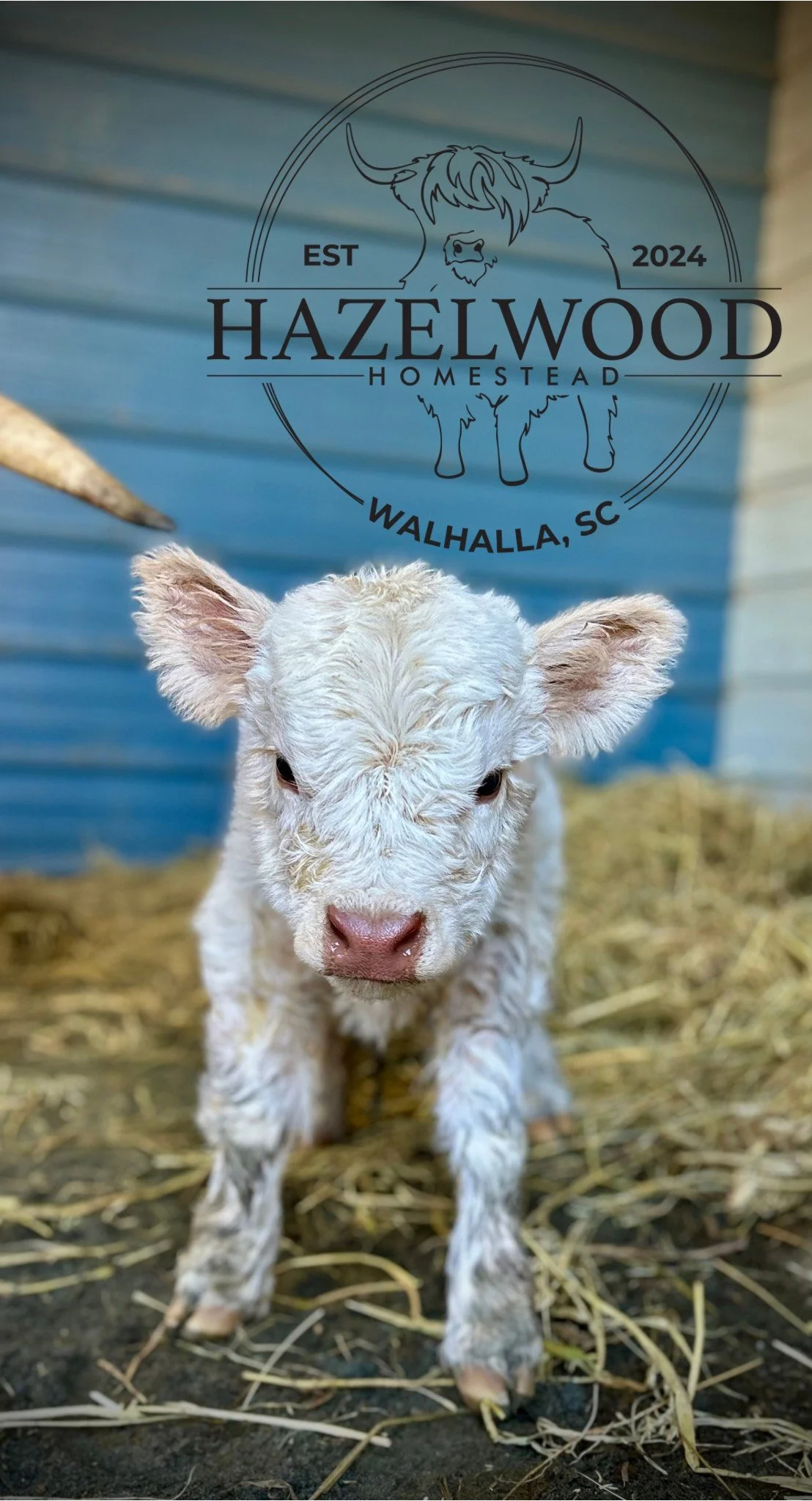 Untitled design (8).png