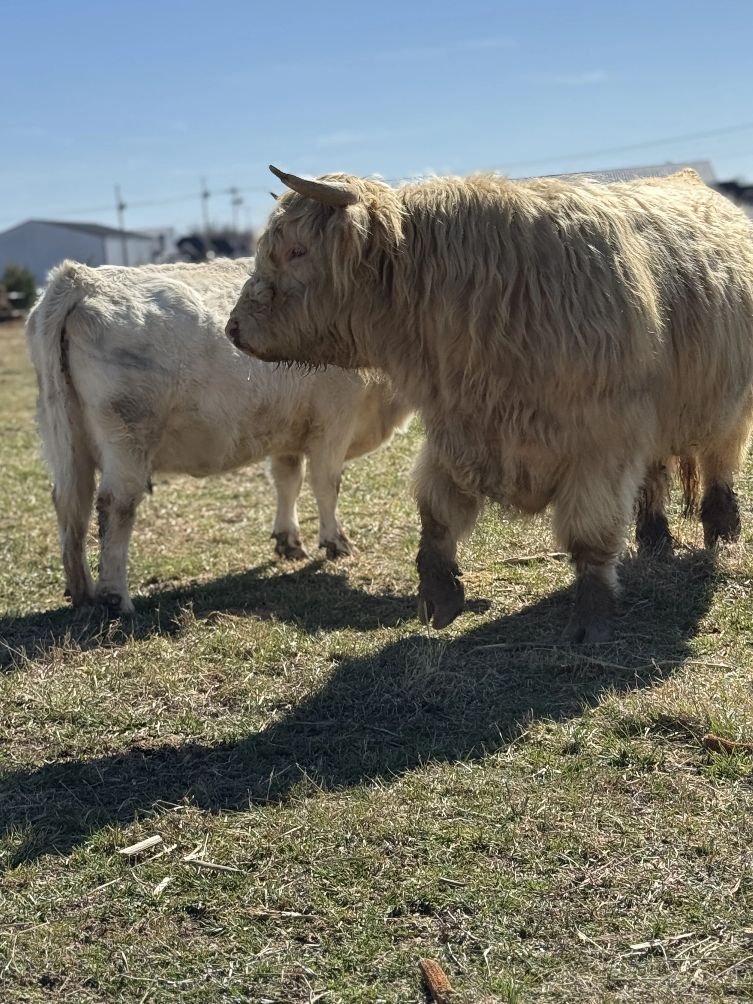 Sire
Dam in background 