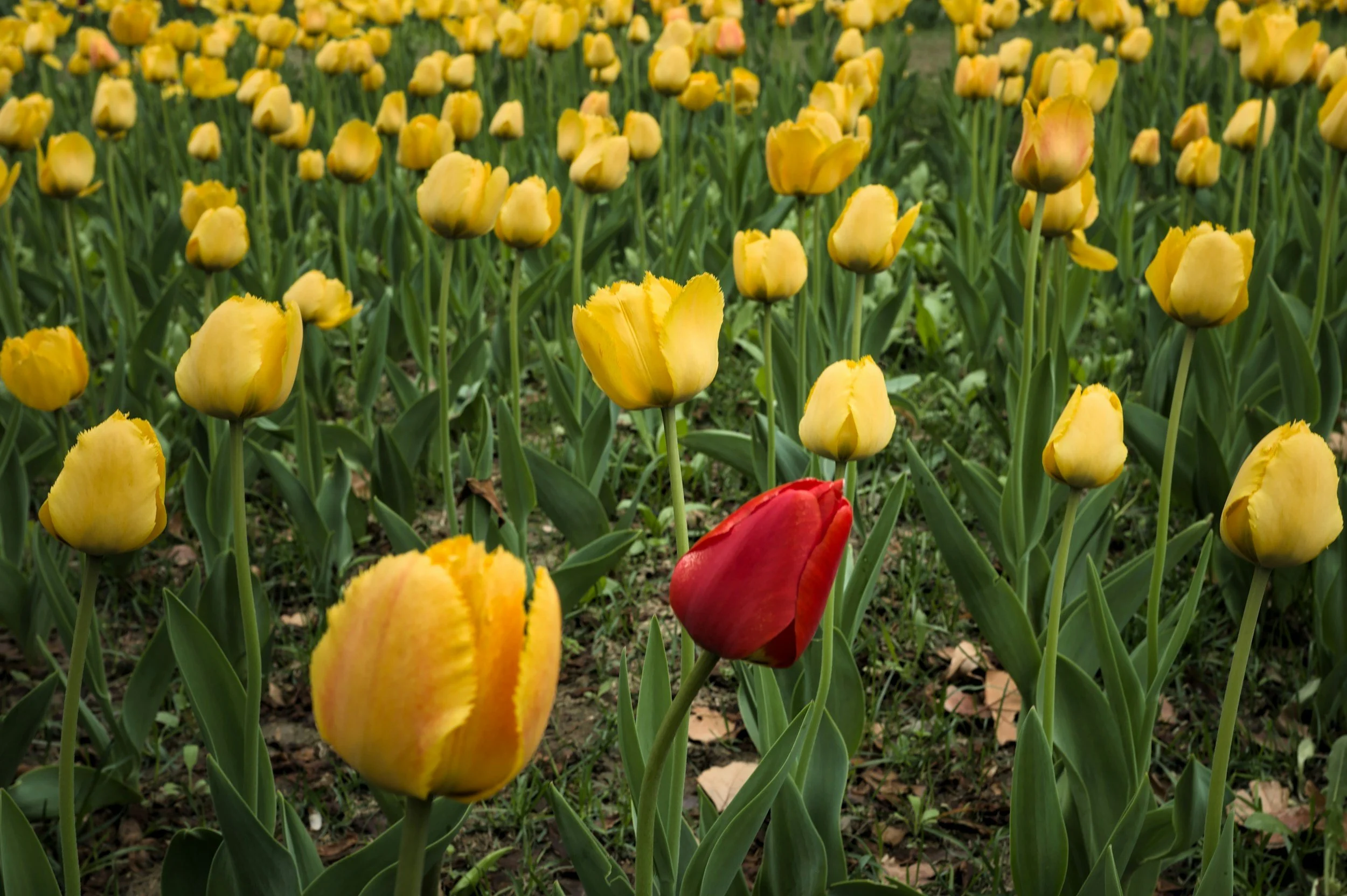 A field of yellow tulips with one red tulip among them.