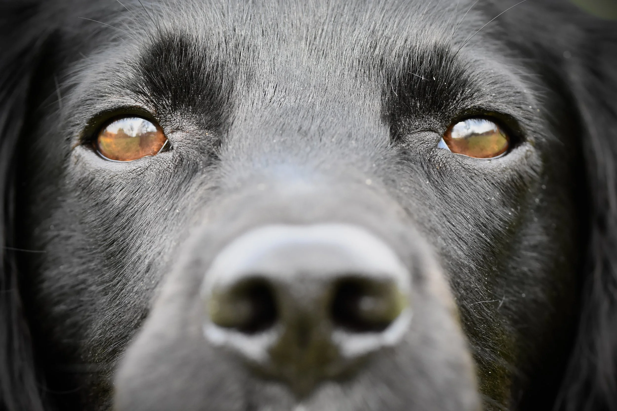 Pet Photography, Photography, Bury St Edmunds Photographer, young photographer, Pets