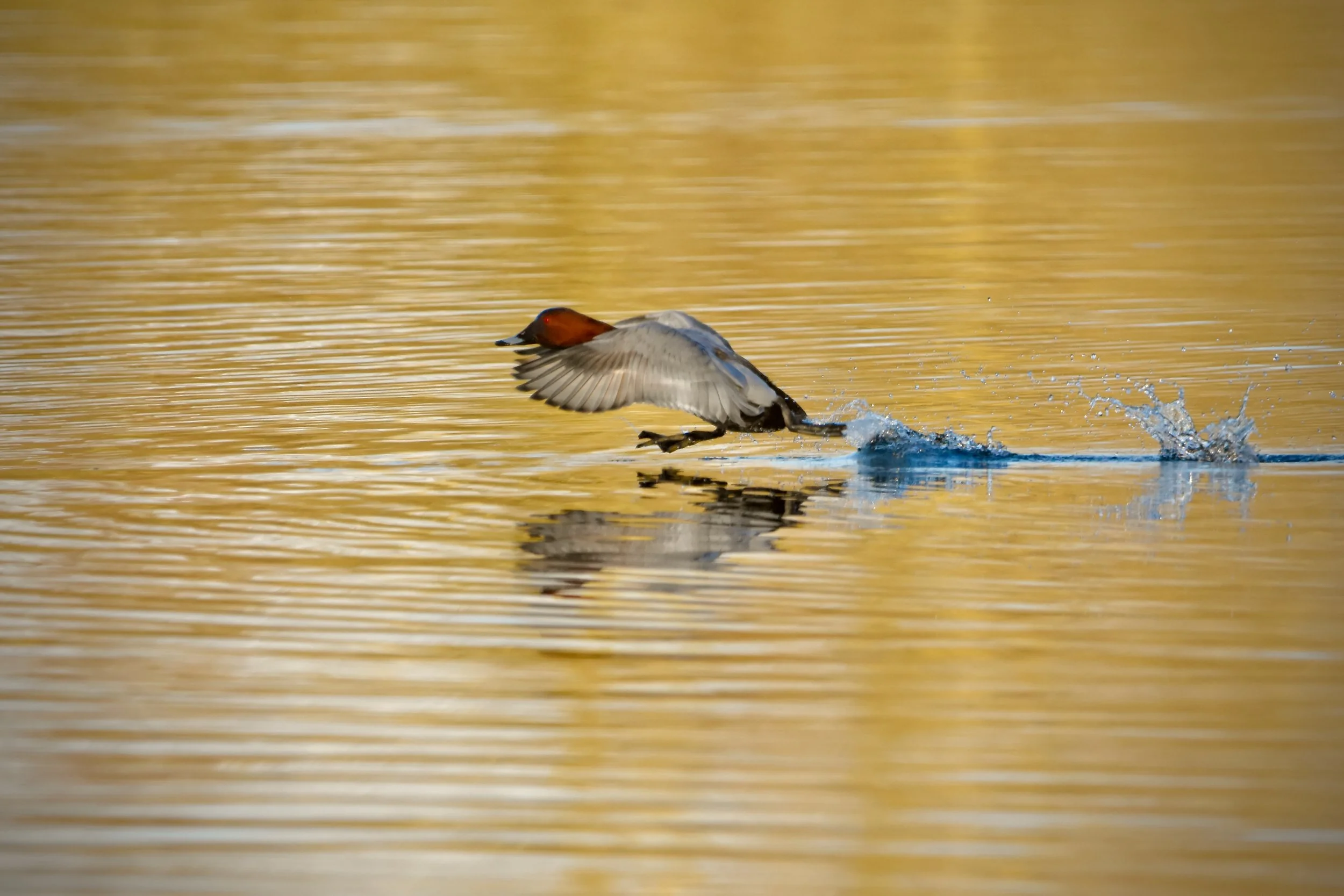 Wildlife photography, wildlife photographer, photographer, Bury St Edmunds photographer, wildlife, nature, TD Photographer,  TD Photography