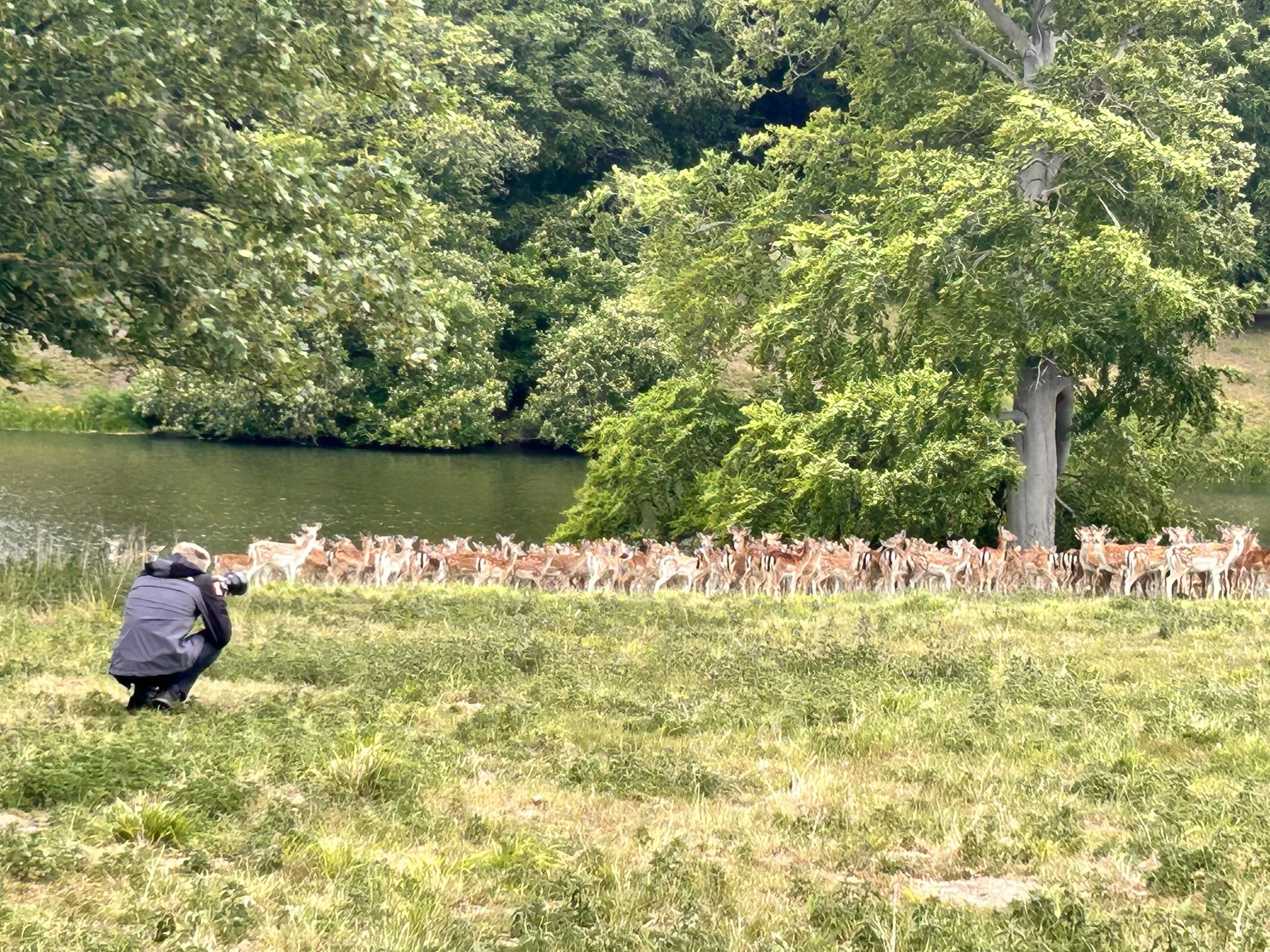 Bury St Edmunds Photographer, photographer, pet photographer, wildlife photographer, Theo Douglas