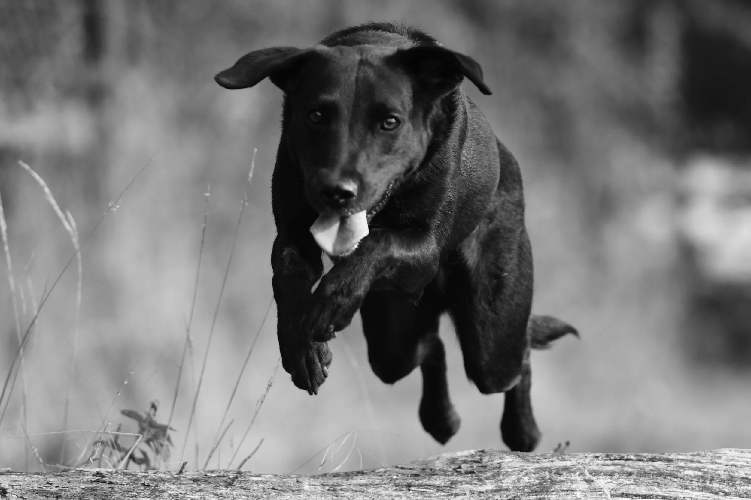 Pet Photography, Photography, Bury St Edmunds Photographer, young photographer, Pets