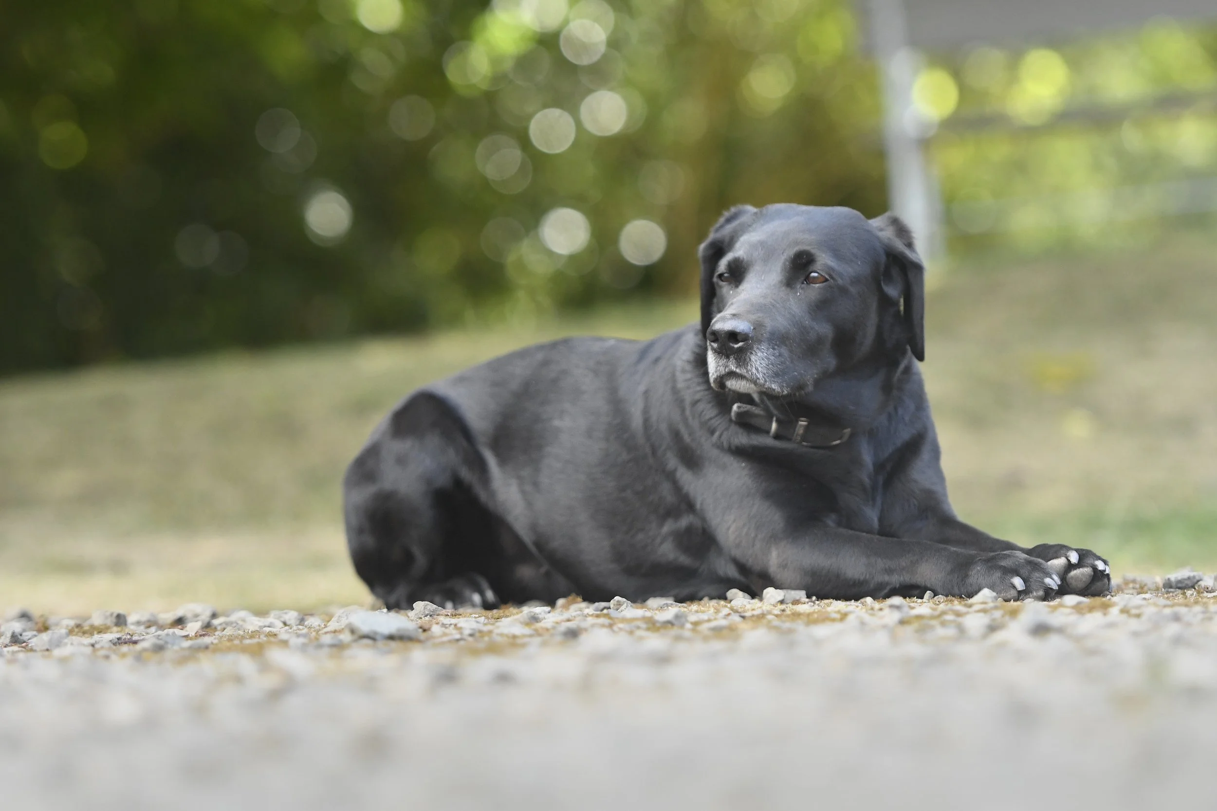 Pet Photography, Photography, Bury St Edmunds Photographer, young photographer, Pets