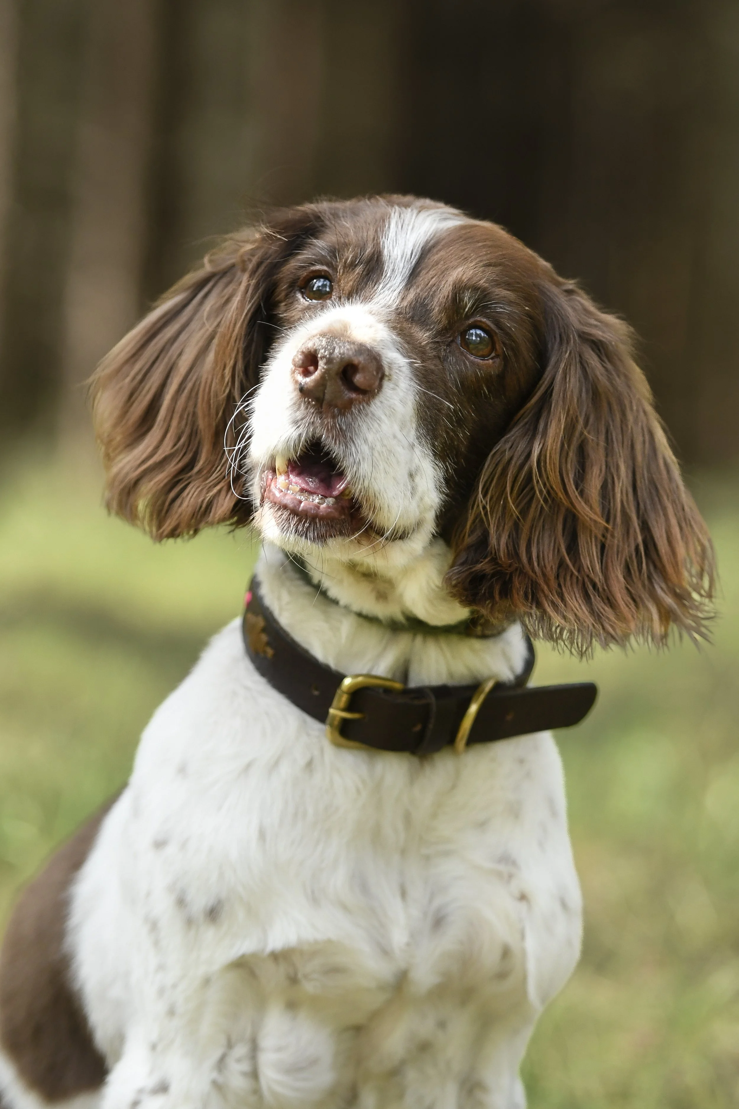 Pet Photography, Photography, Bury St Edmunds Photographer, young photographer, Pets