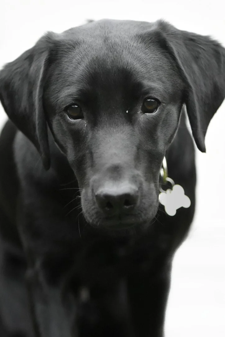 Pet Photography, Photography, Bury St Edmunds Photographer, young photographer, Pets