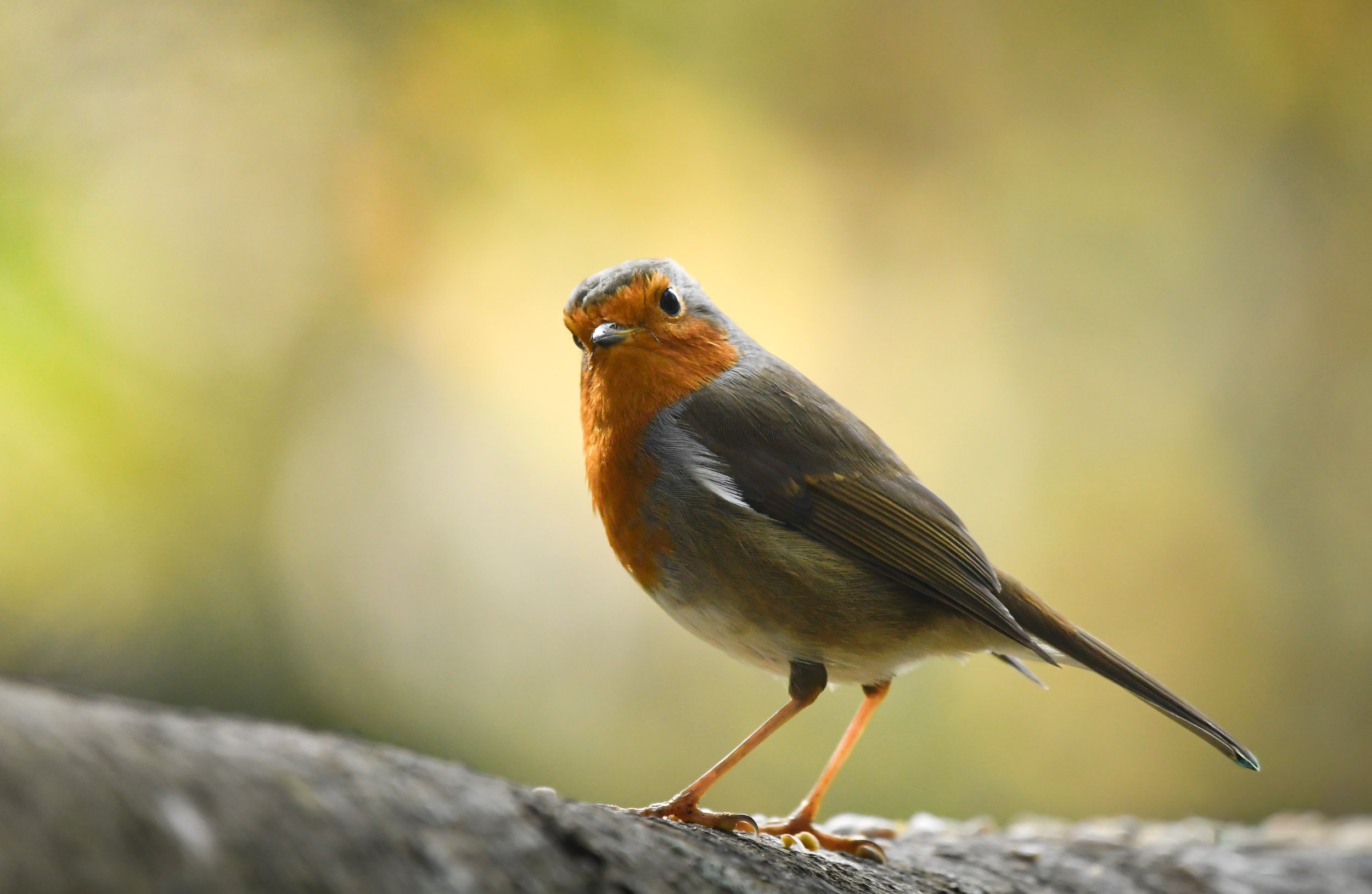 Wildlife photography, wildlife photographer, photographer, Bury St Edmunds photographer, wildlife, nature, TD Photographer,  TD Photography