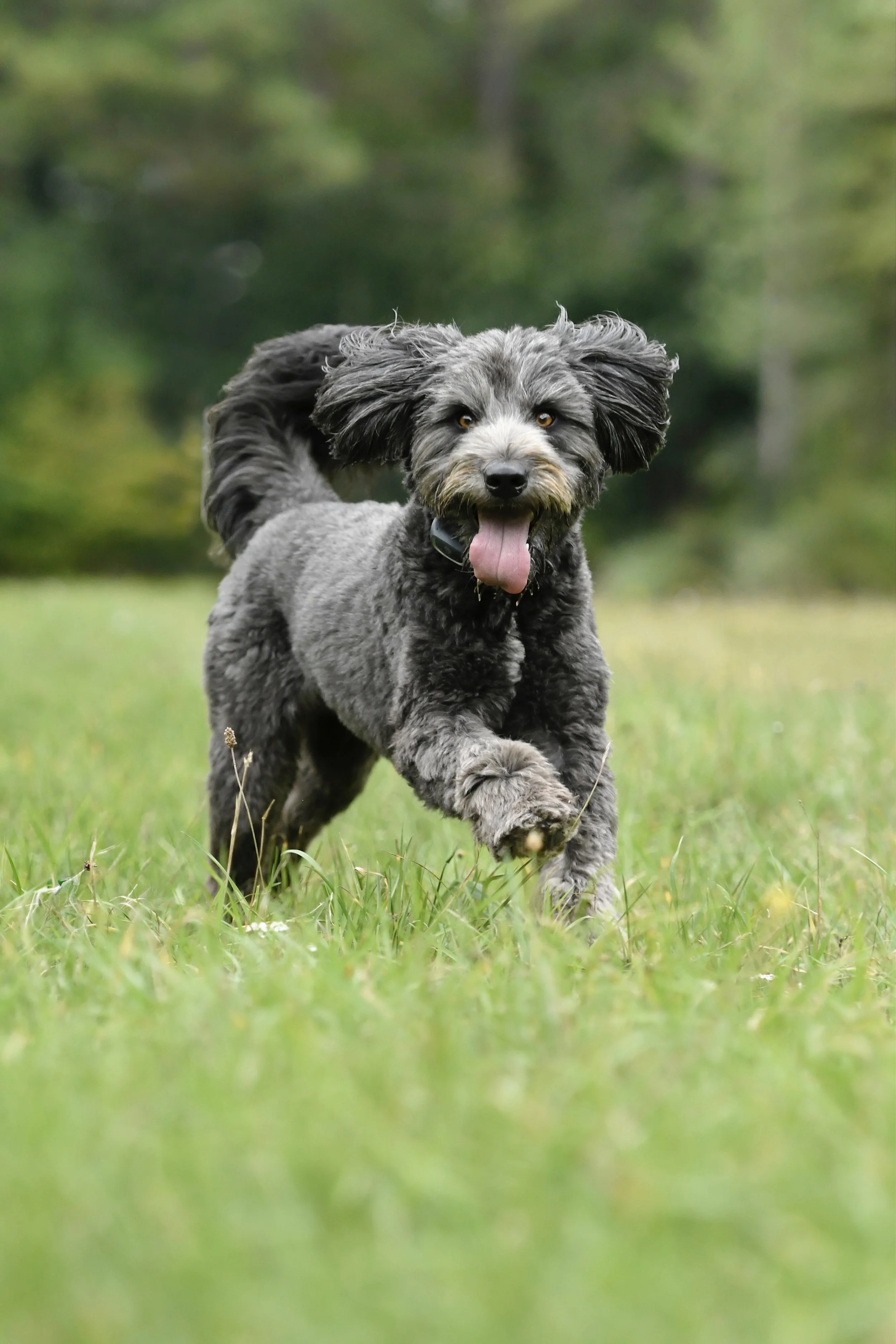 A happy black and gray dog running through a grassy field with a blurred green forest in the background, tongue hanging out.