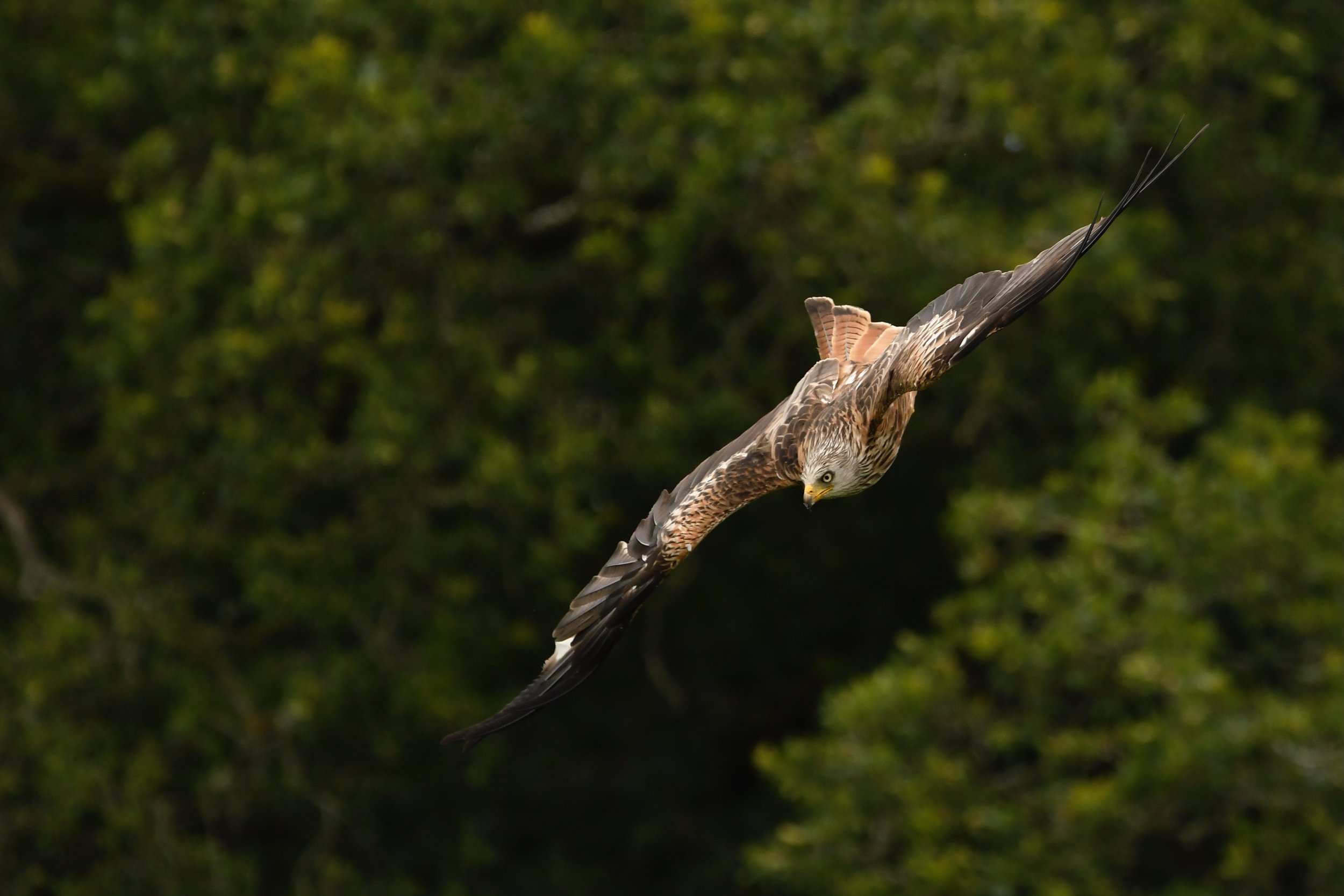 Wildlife photography, wildlife photographer, photographer, Bury St Edmunds photographer, wildlife, nature, TD Photographer,  TD Photography