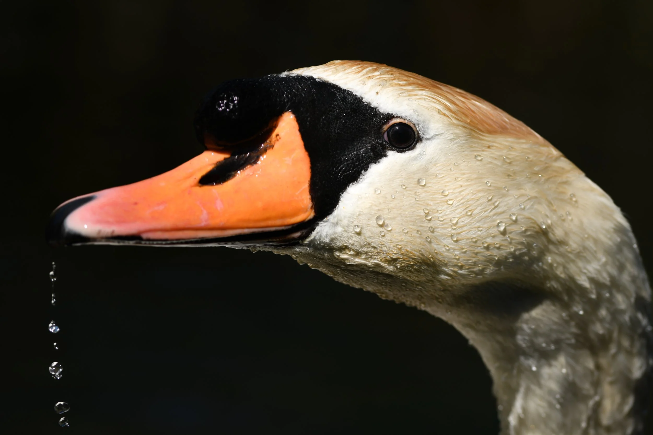 TDouglas-1.jpg