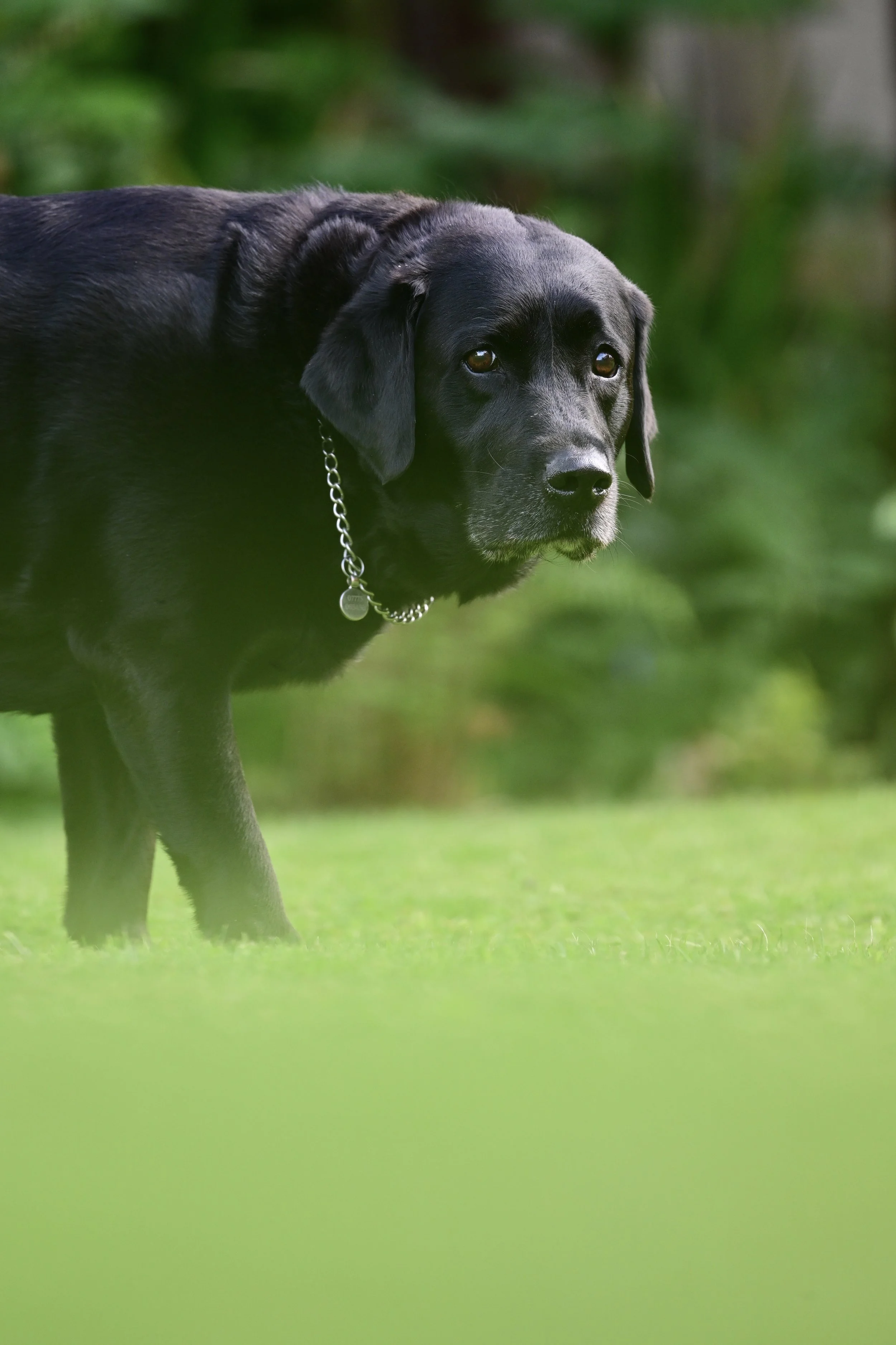 Pet Photography, Photography, Bury St Edmunds Photographer, young photographer, Pets