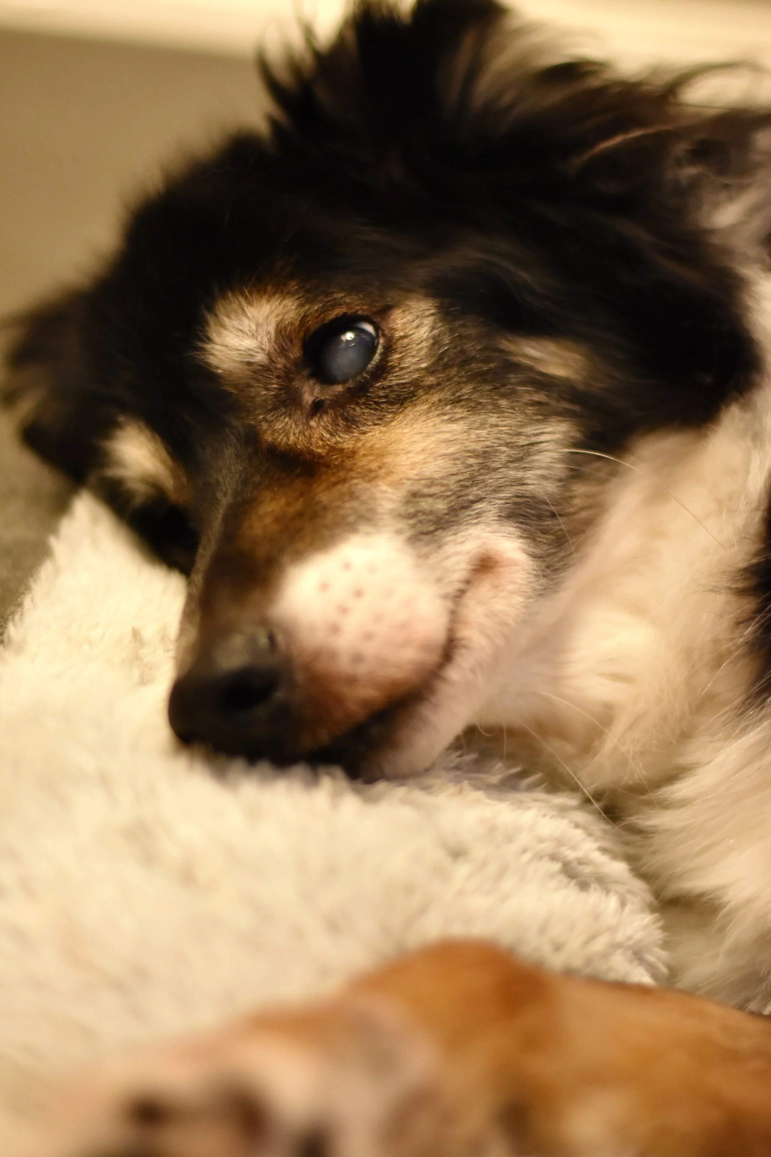 Pet Photography, Photography, Bury St Edmunds Photographer, young photographer, Pets