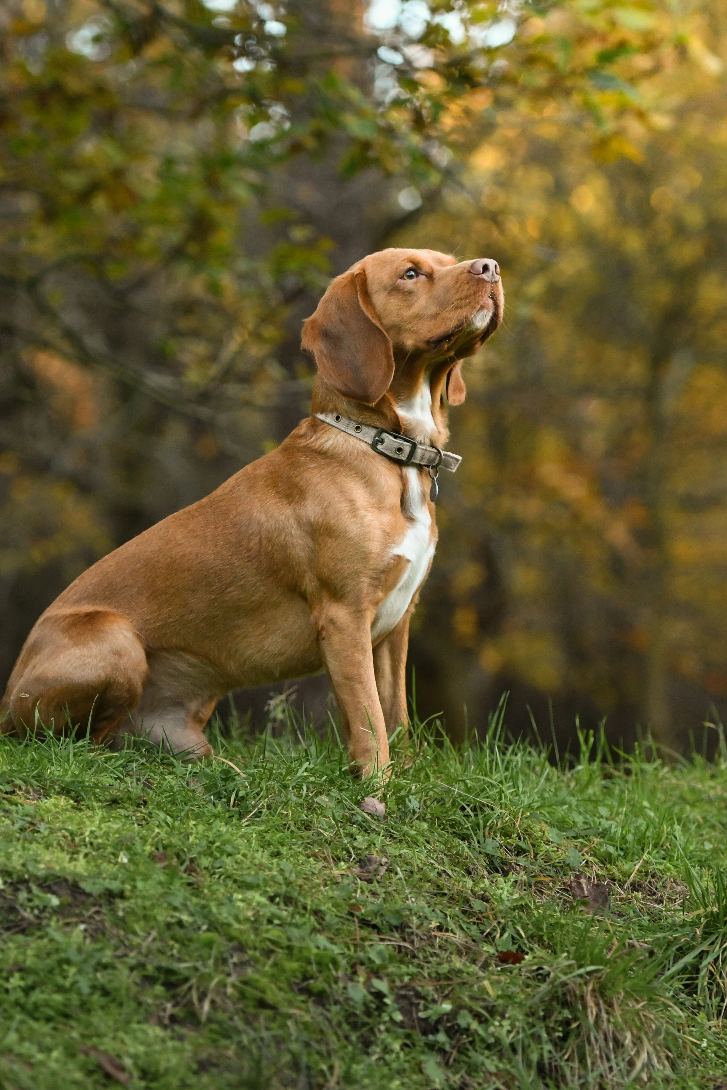 Pet Photography, Photography, Bury St Edmunds Photographer, young photographer, Pets