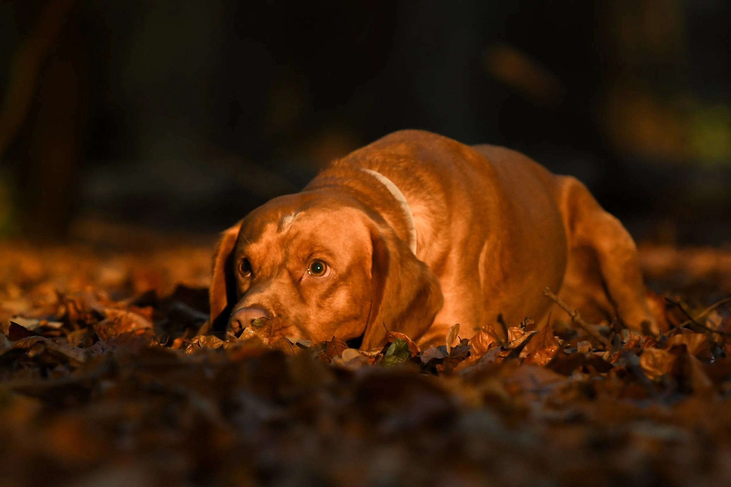 Pet Photography, Photography, Bury St Edmunds Photographer, young photographer, Pets