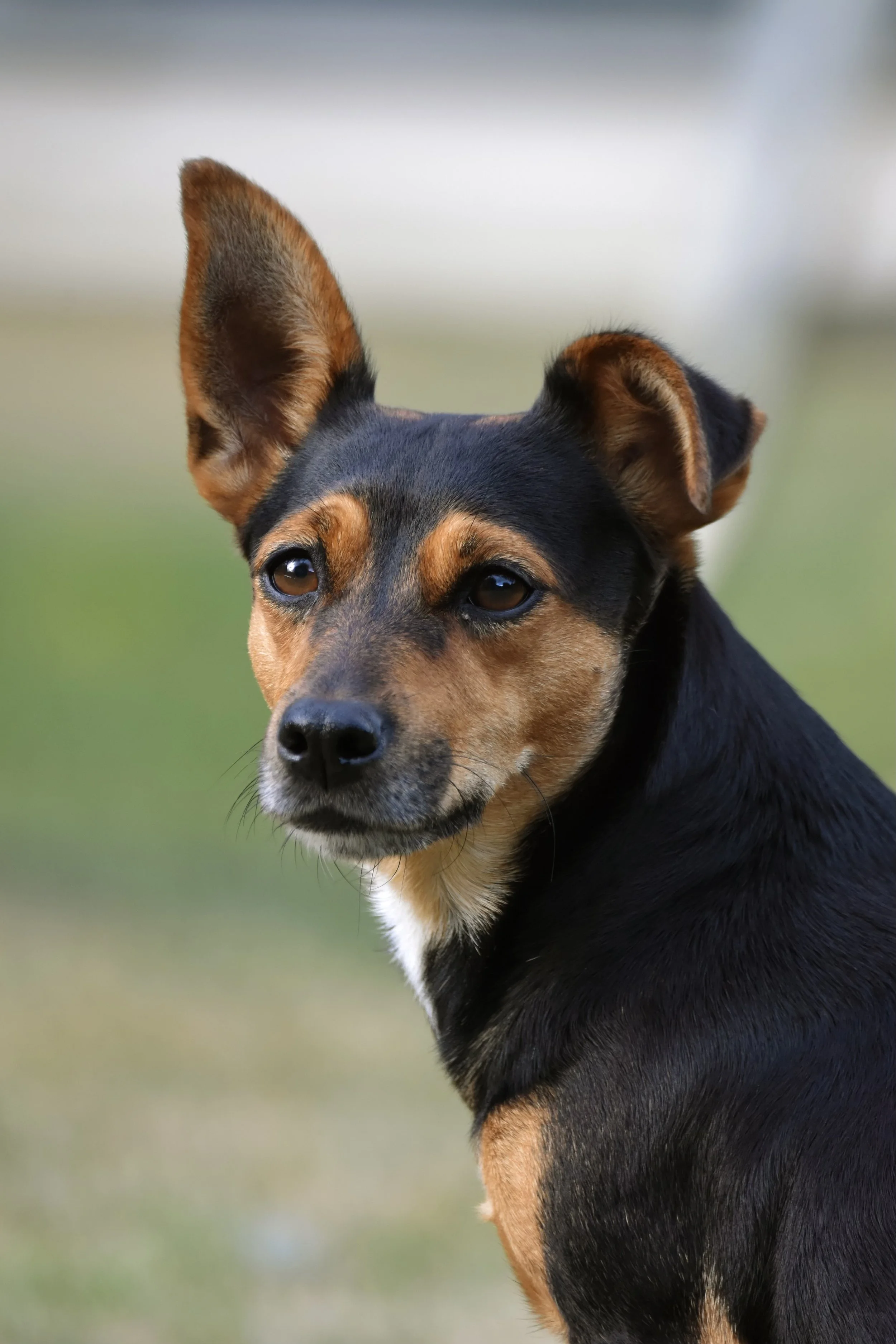 Close-up of a small dog with erect ears and black and brown fur, outdoors with blurred background.