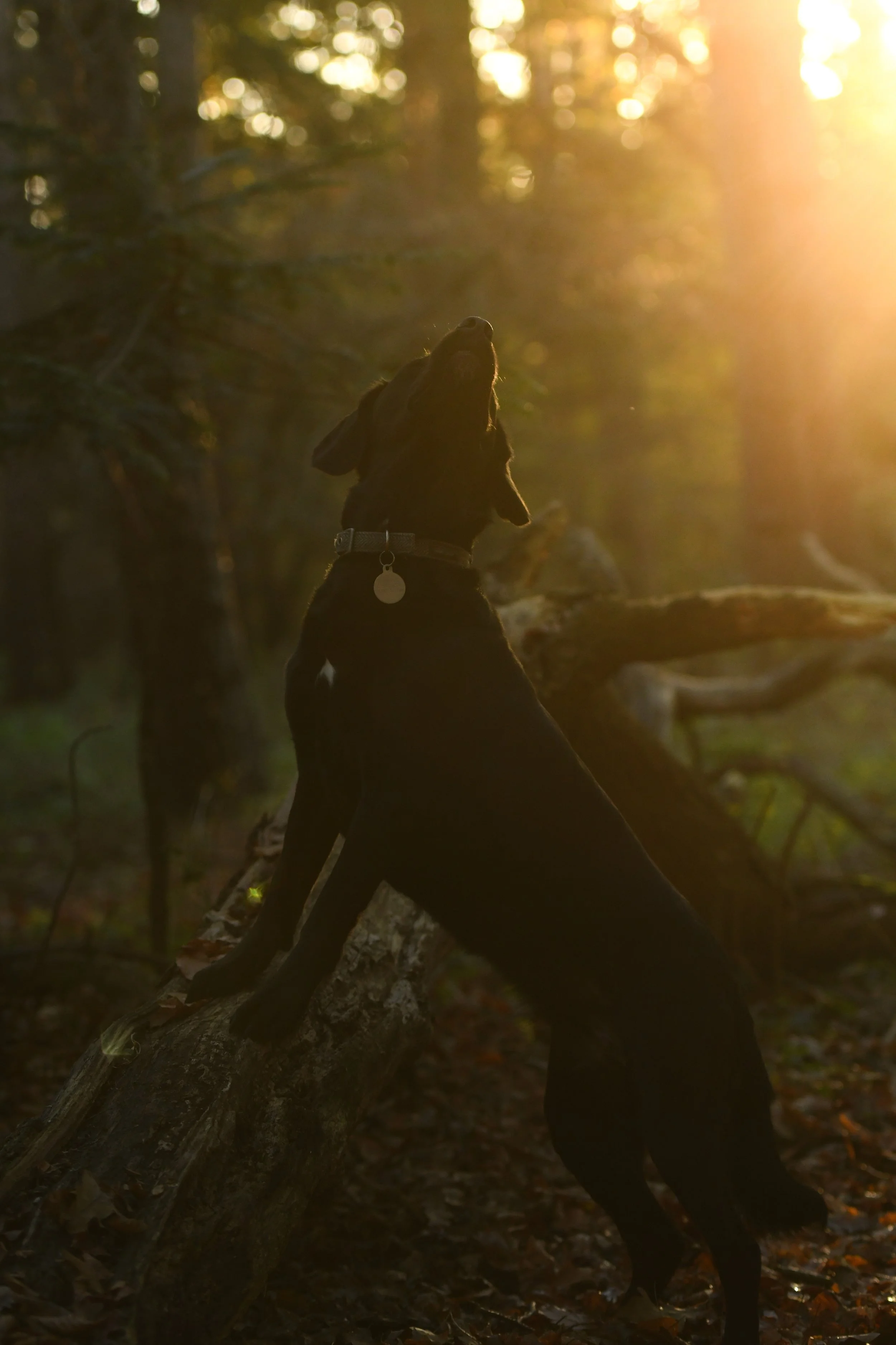 Pet Photography, Photography, Bury St Edmunds Photographer, young photographer, Pets