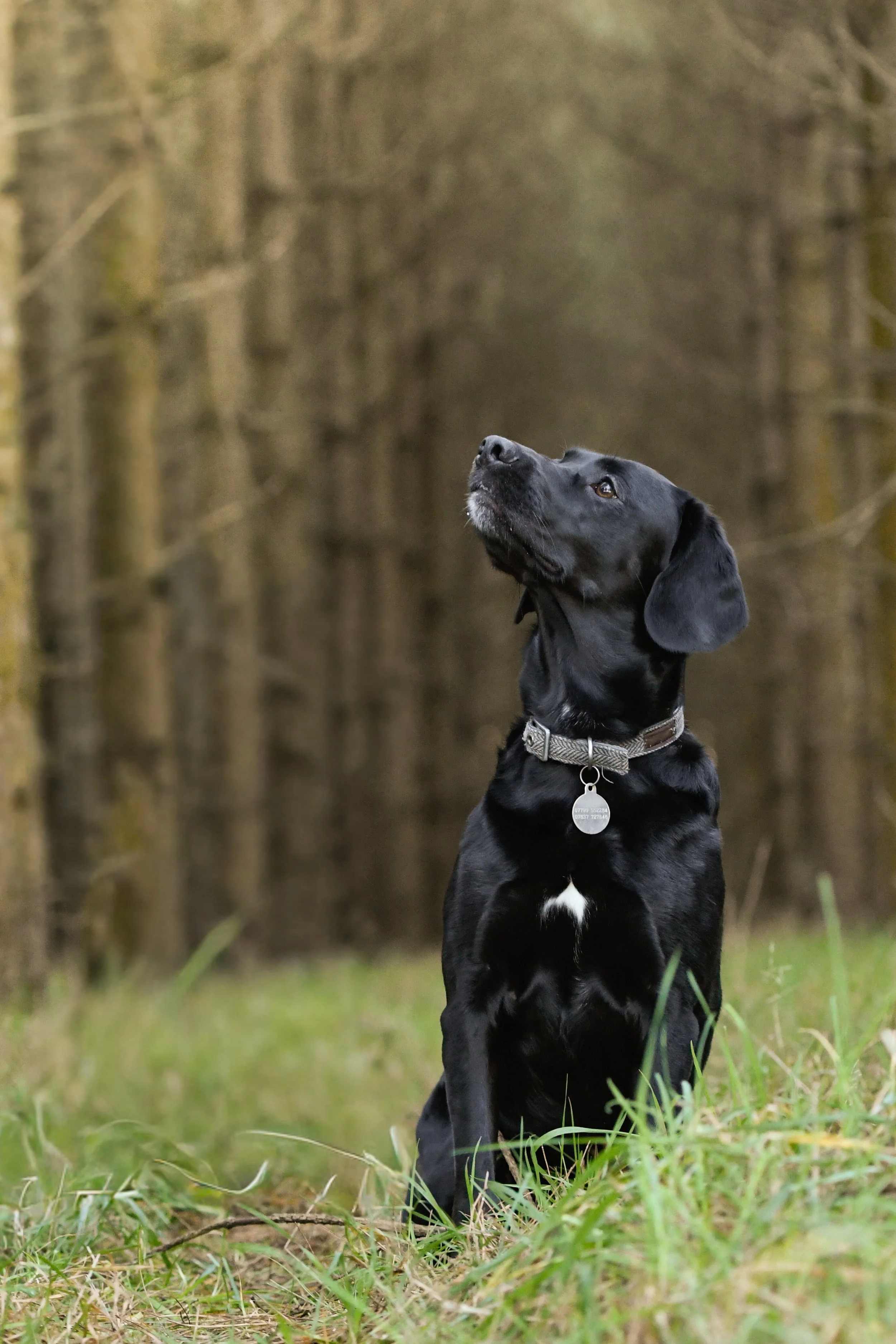 Pet Photography, Photography, Bury St Edmunds Photographer, young photographer, Pets