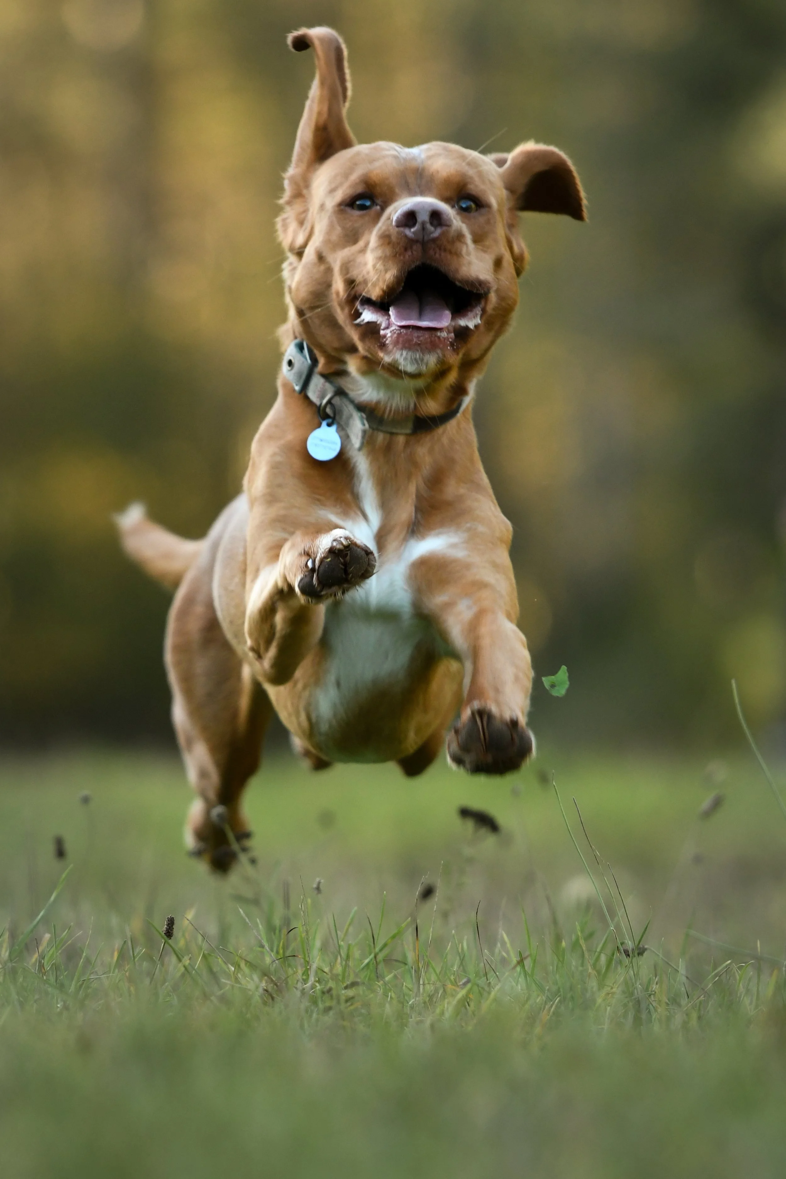 Pet Photography, Photography, Bury St Edmunds Photographer, young photographer, Pets