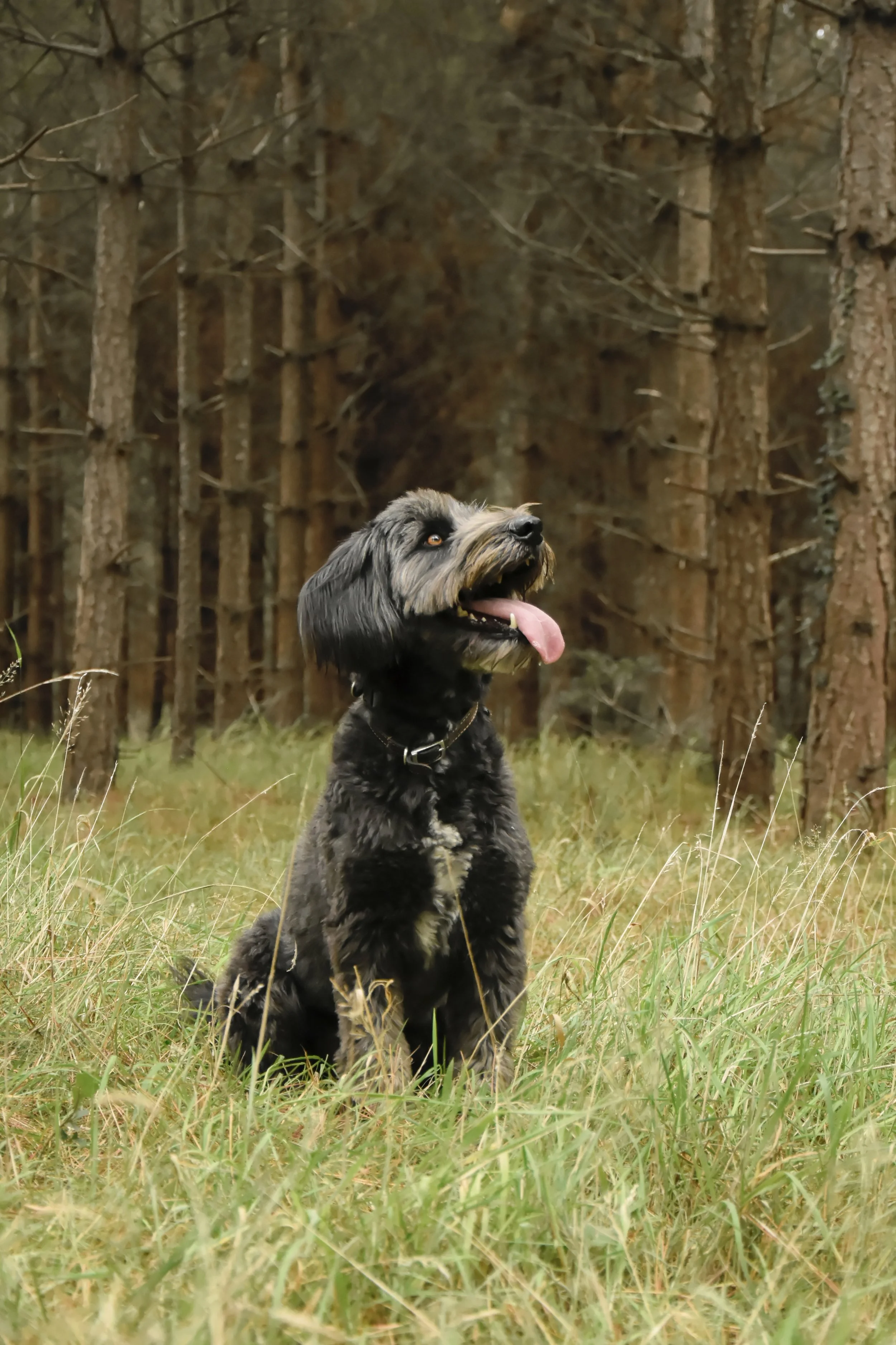 A black and gray dog sitting on grass in a forest with tall trees in the background, tongue hanging out.