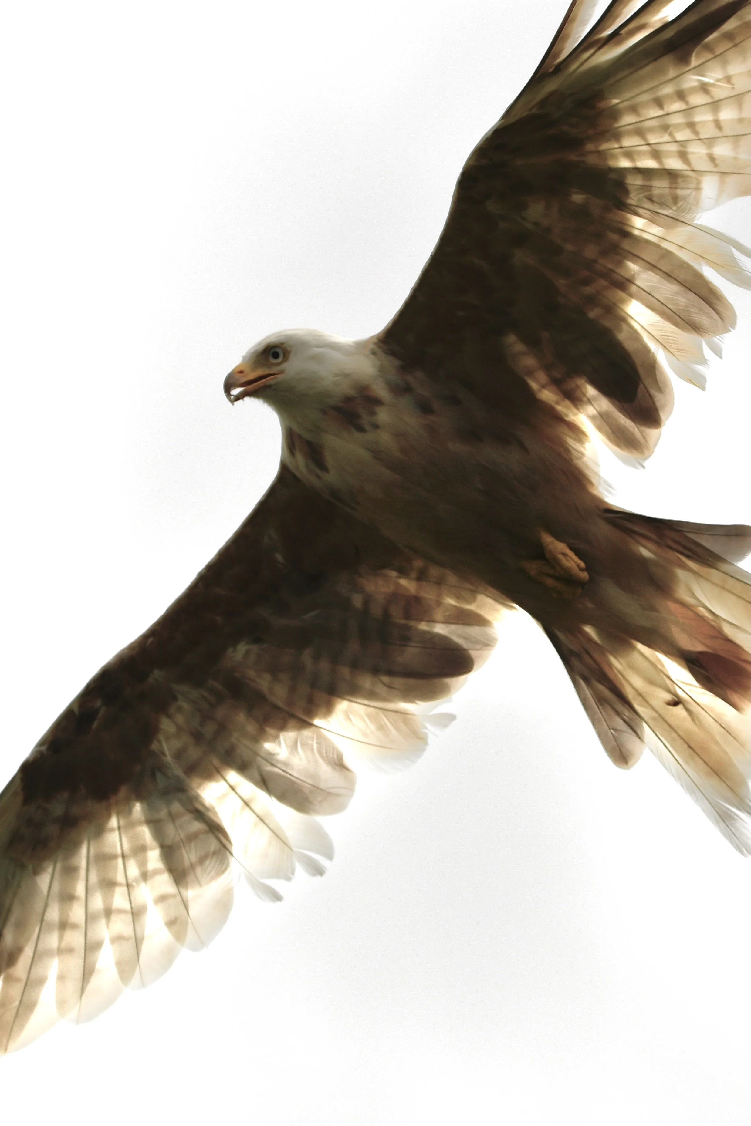 Wildlife photography, wildlife photographer, photographer, Bury St Edmunds photographer, wildlife, nature, TD Photographer,  TD Photography