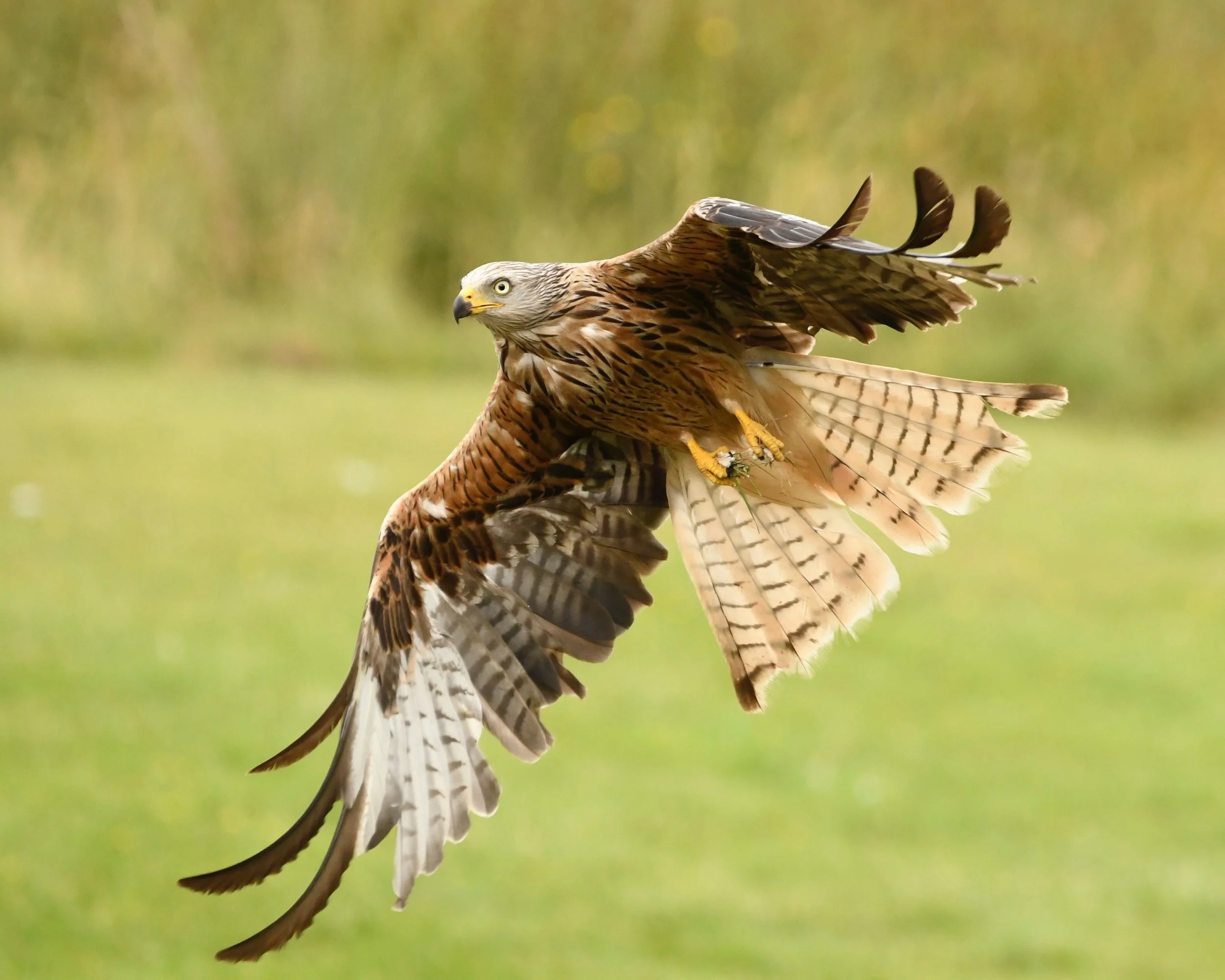 Wildlife photography, wildlife photographer, photographer, Bury St Edmunds photographer, wildlife, nature, TD Photographer,  TD Photography
