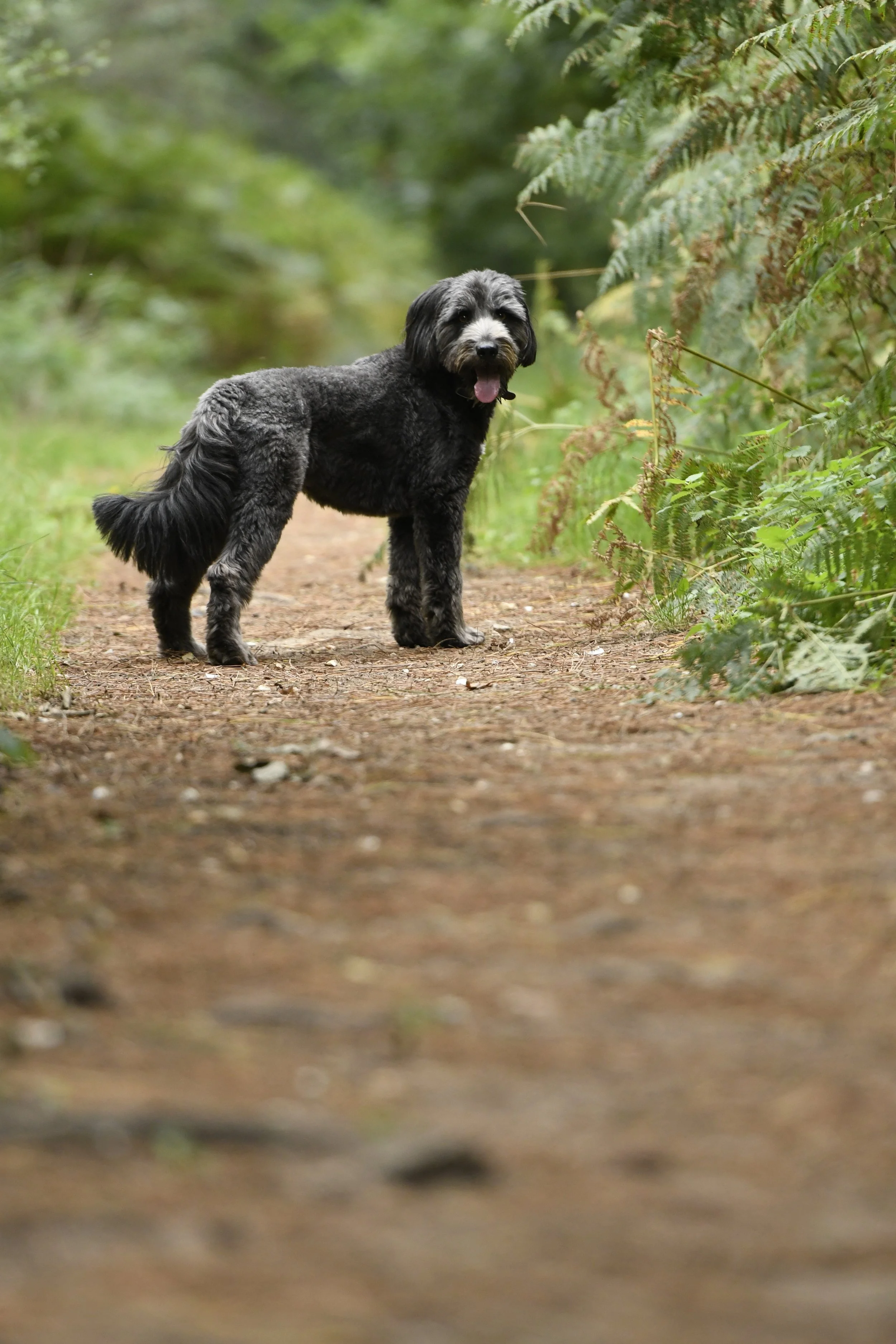 Pet Photography, Photography, Bury St Edmunds Photographer, young photographer, Pets
