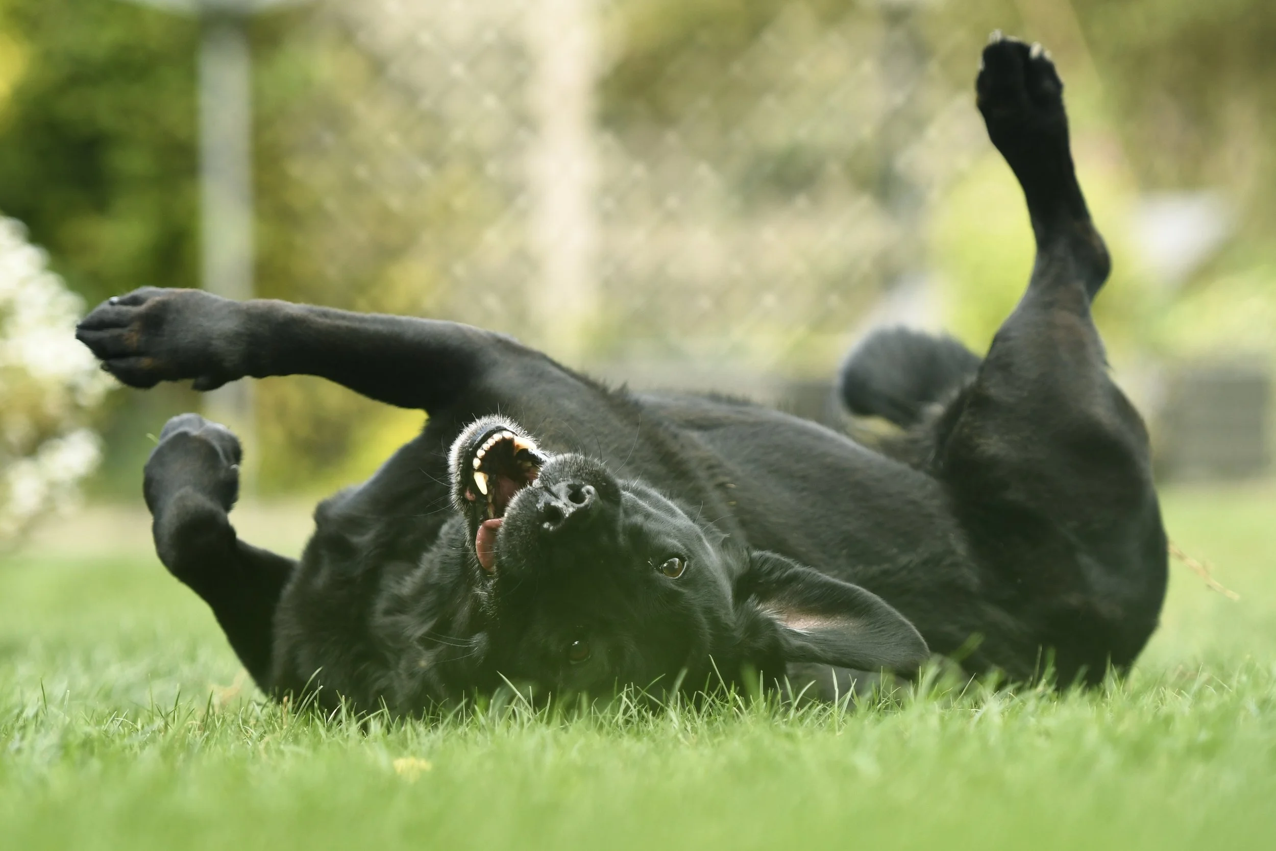 Pet Photography, Photography, Bury St Edmunds Photographer, young photographer, Pets