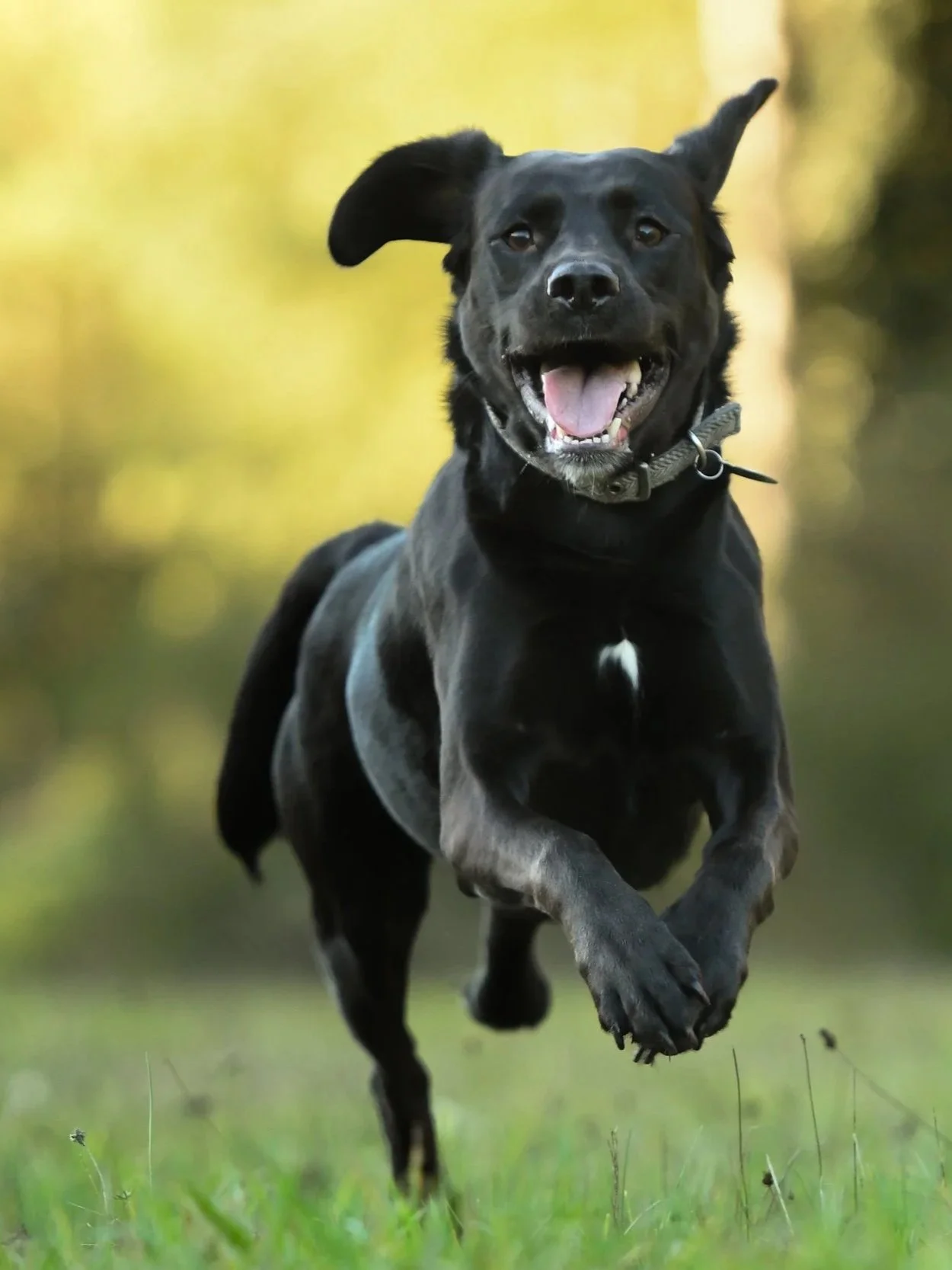 Pet Photography, Photography, Bury St Edmunds Photographer, young photographer, Pets