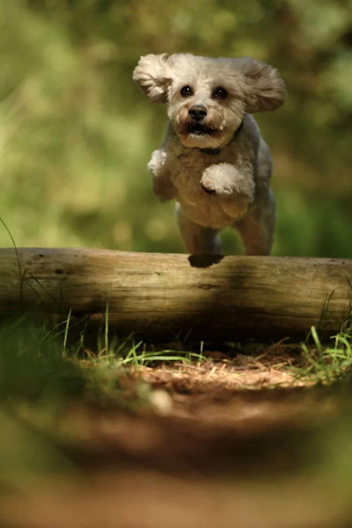 Pet Photography, Photography, Bury St Edmunds Photographer, young photographer, Pets