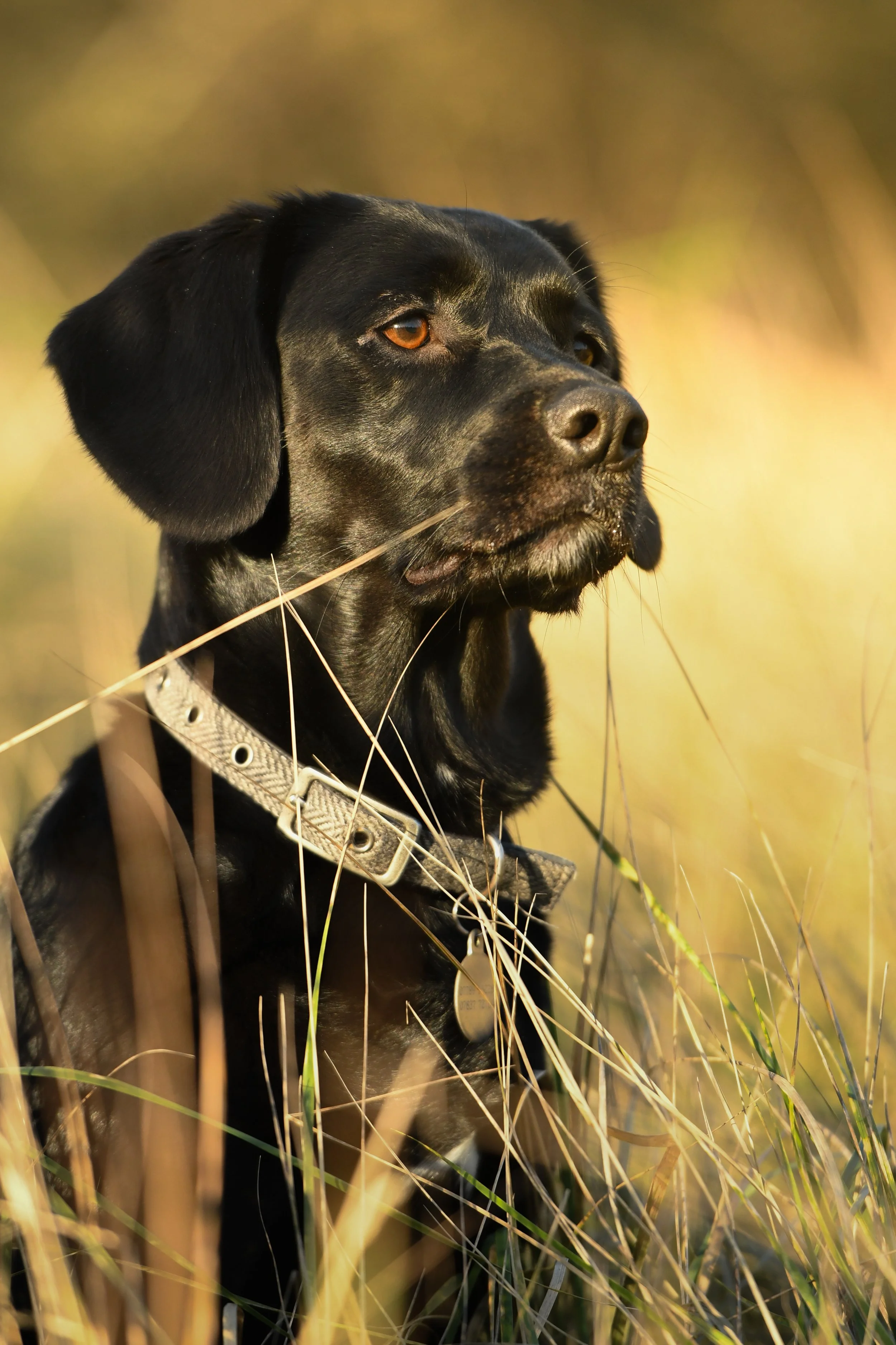 Pet Photography, Photography, Bury St Edmunds Photographer, young photographer, Pets