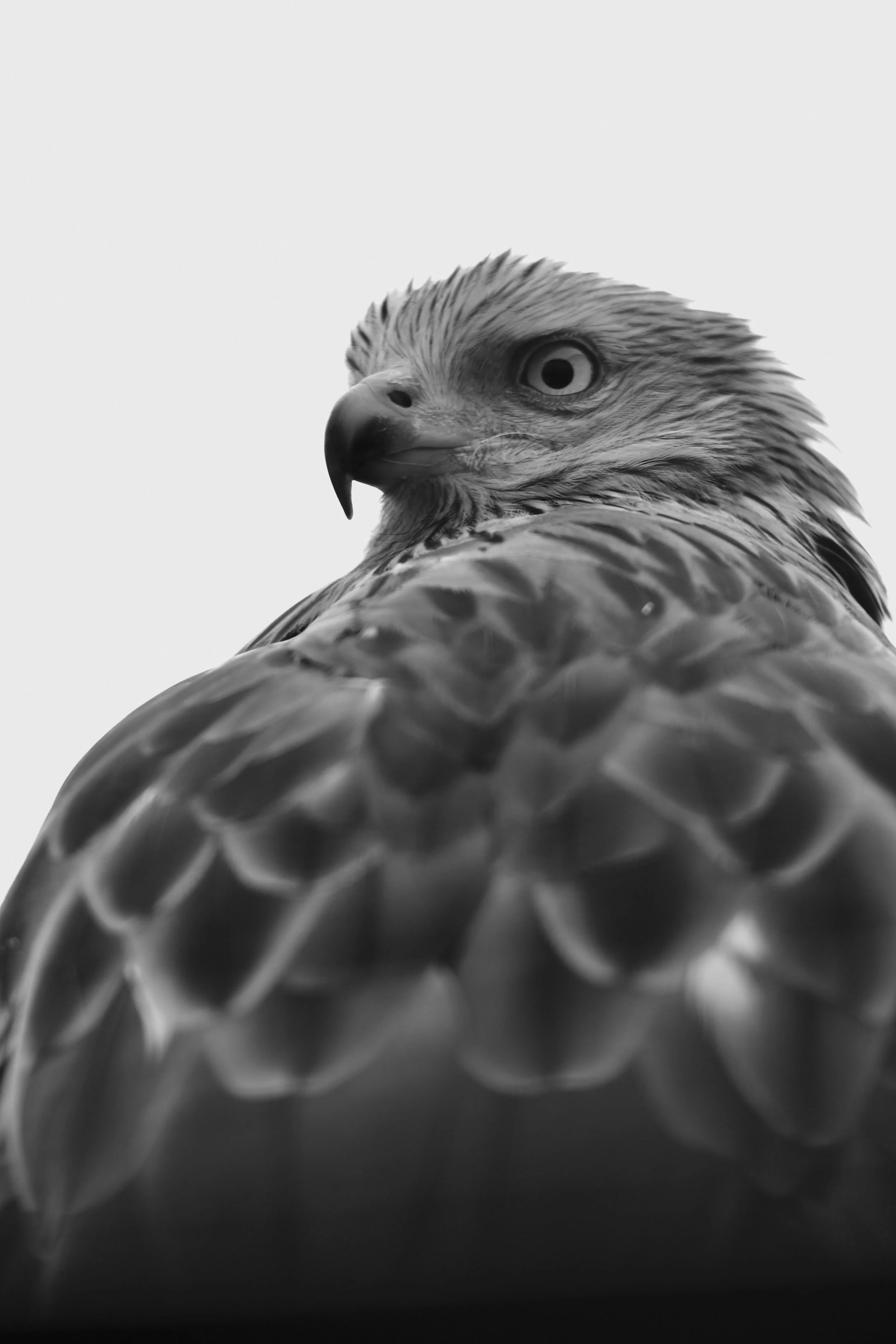 Wildlife photography, wildlife photographer, photographer, Bury St Edmunds photographer, wildlife, nature, TD Photographer,  TD Photography