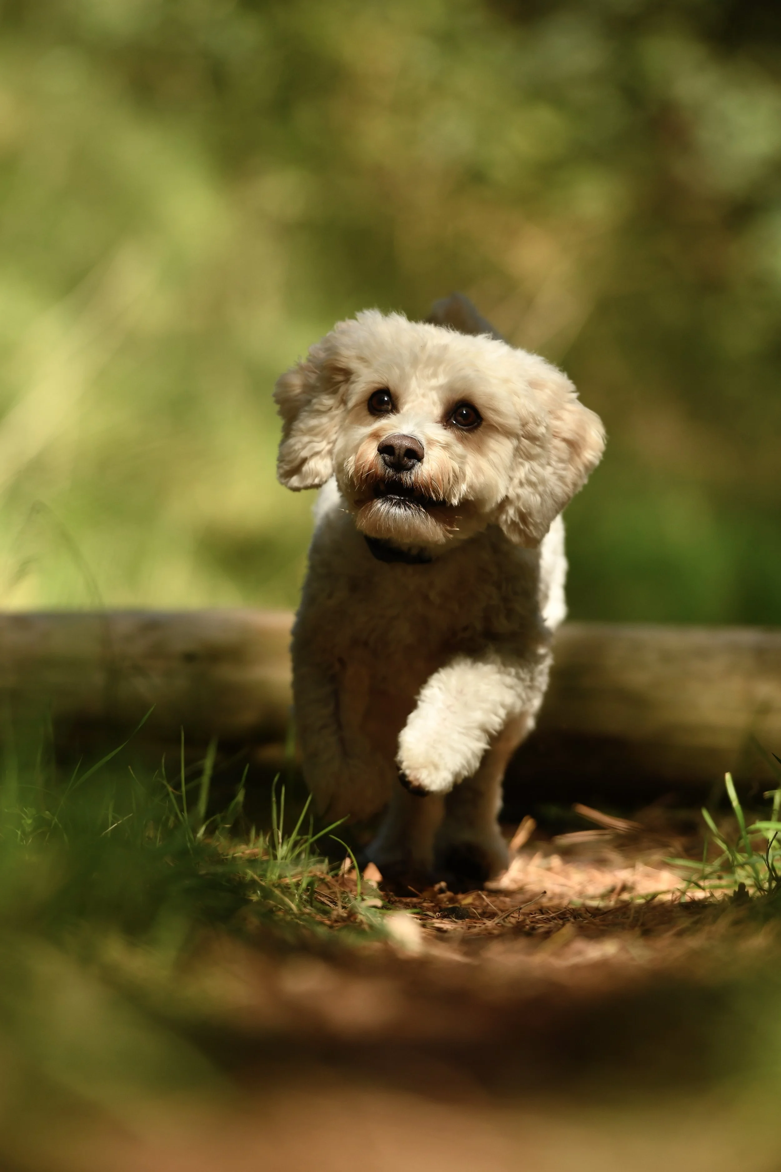 Pet Photography, Photography, Bury St Edmunds Photographer, young photographer, Pets