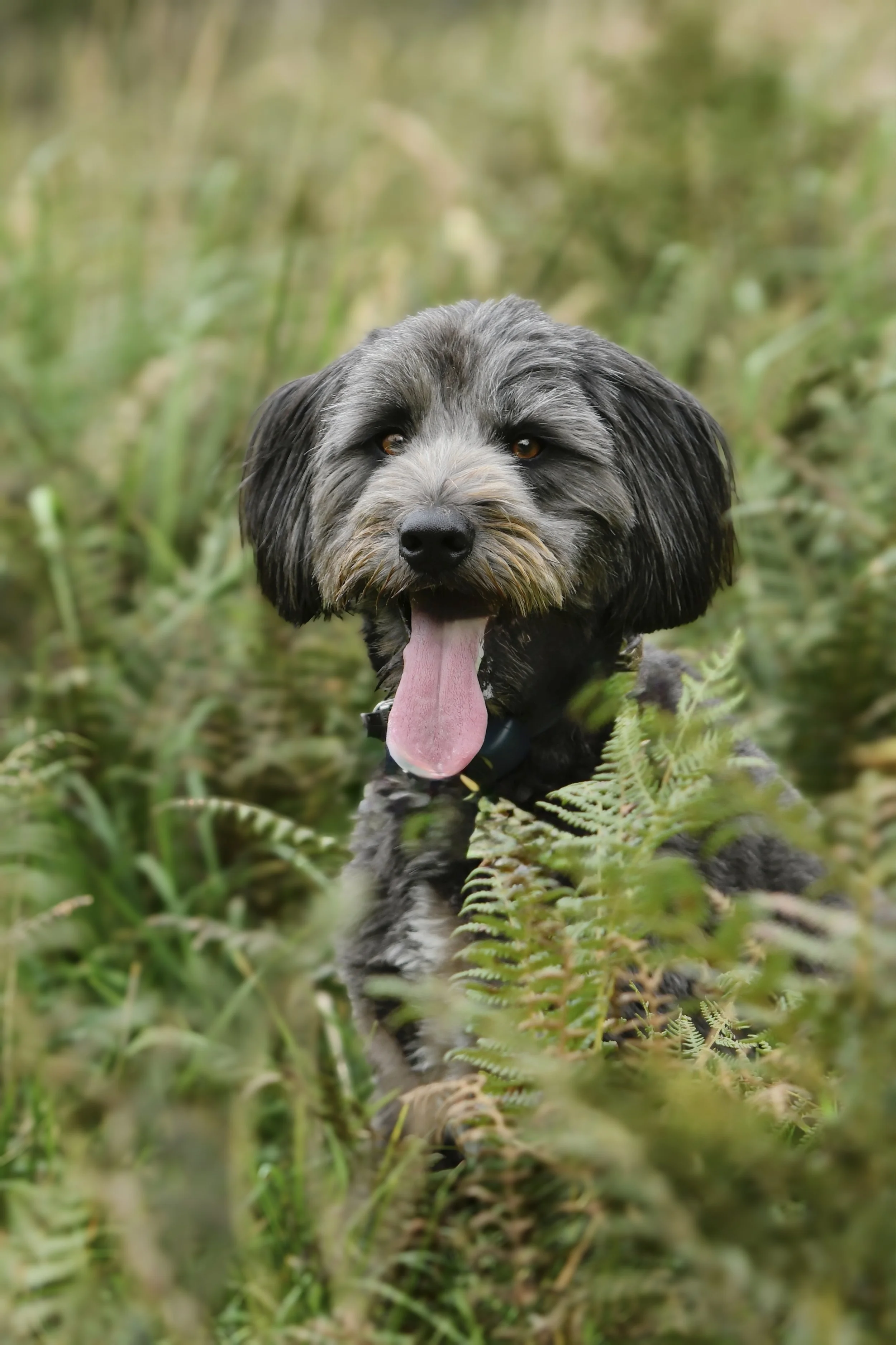 Pet Photography, Photography, Bury St Edmunds Photographer, young photographer, Pets
