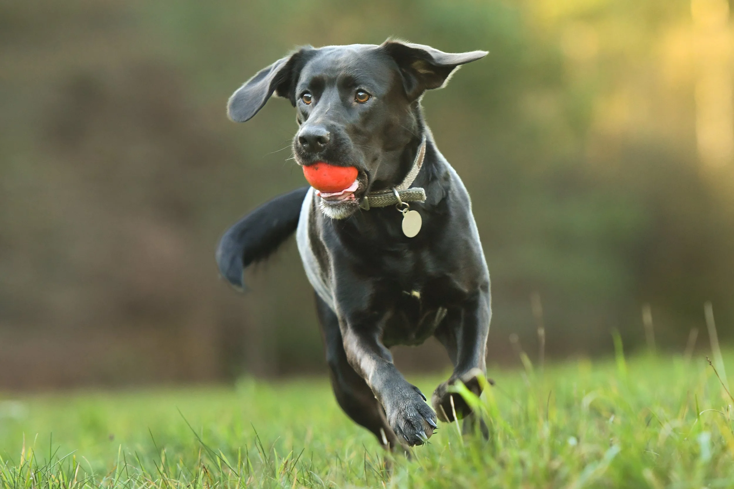 Pet Photography, Photography, Bury St Edmunds Photographer, young photographer, Pets