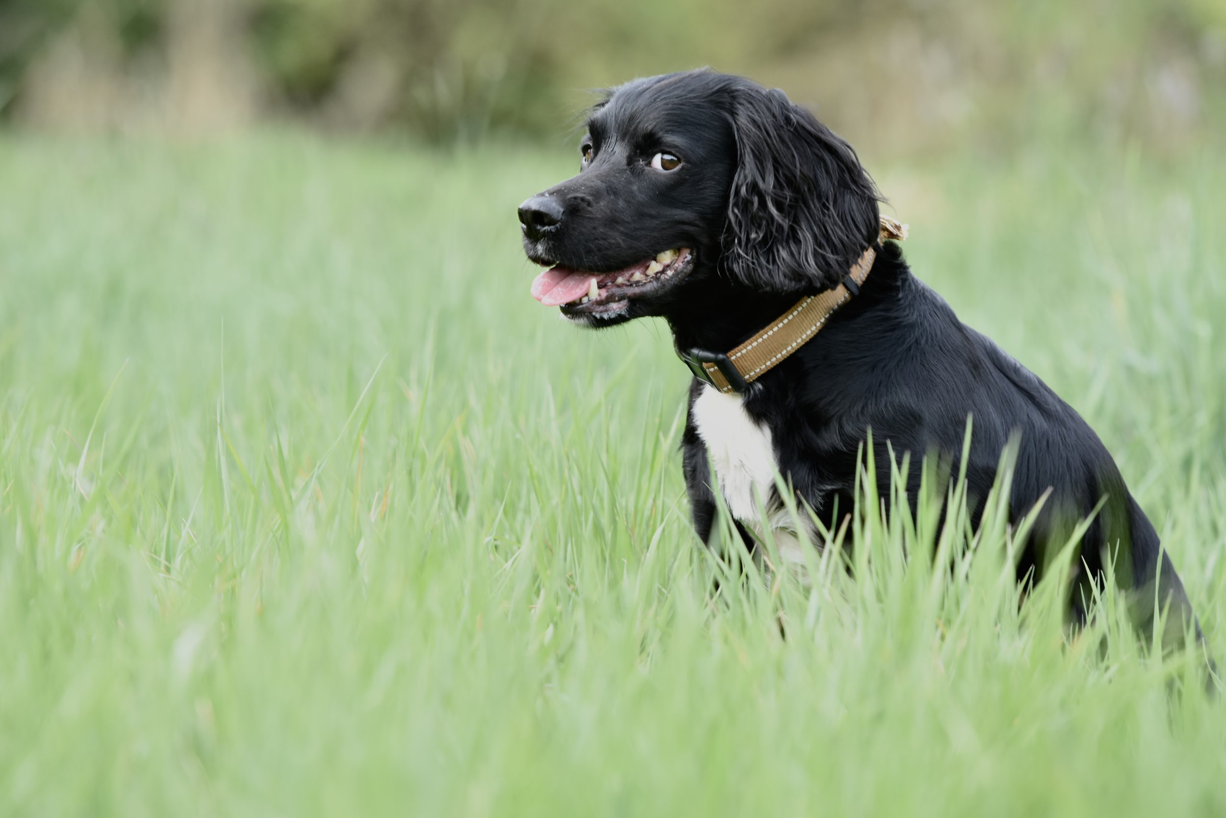 Pet Photography, Photography, Bury St Edmunds Photographer, young photographer, Pets