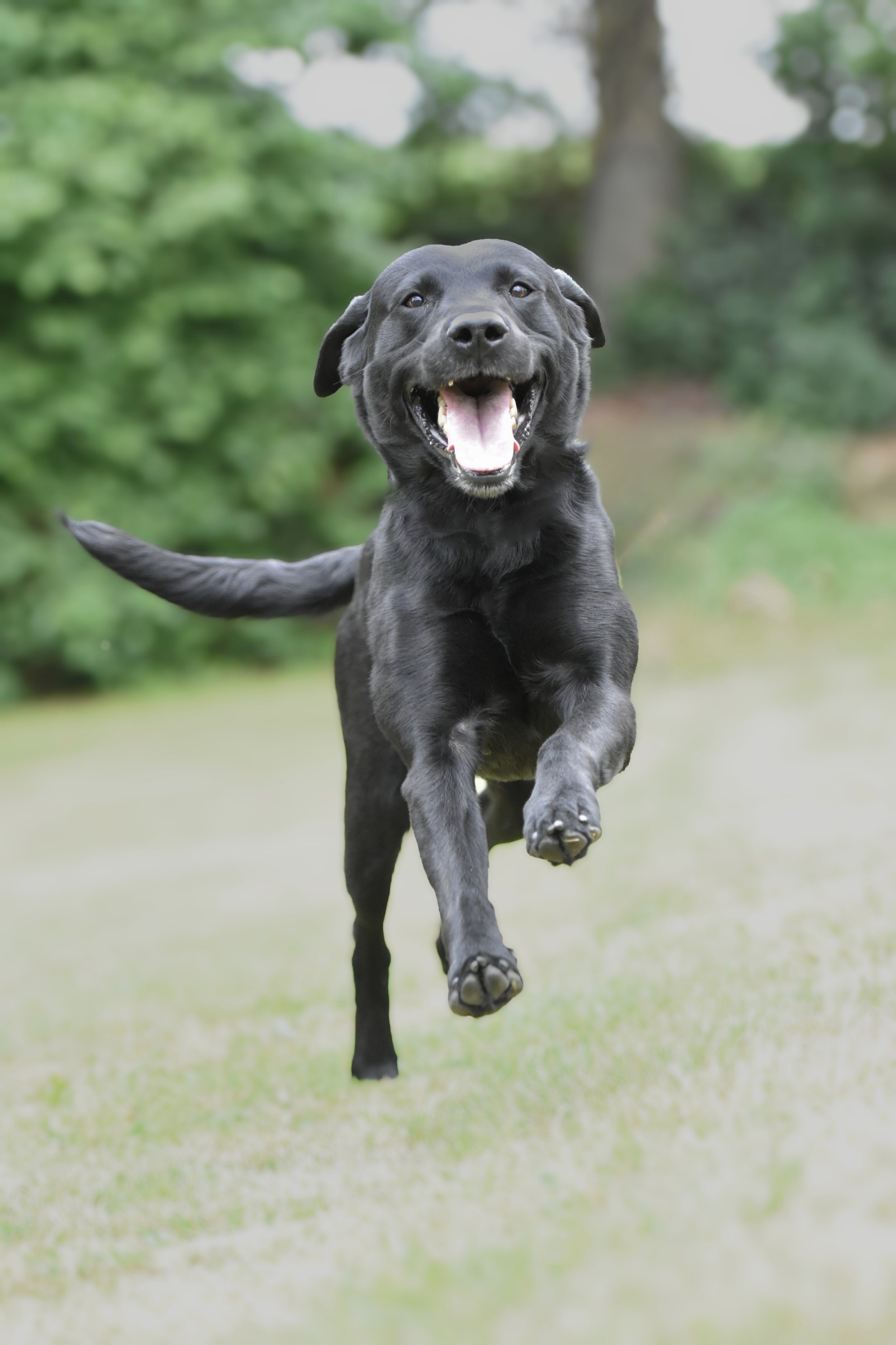 Pet Photography, Photography, Bury St Edmunds Photographer, young photographer, Pets