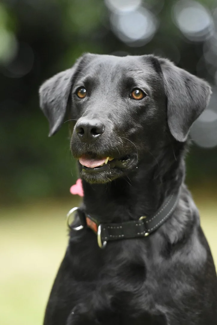 Pet Photography, Photography, Bury St Edmunds Photographer, young photographer, Pets