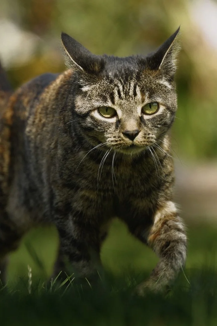 Pet Photography, Photography, Bury St Edmunds Photographer, young photographer, Pets