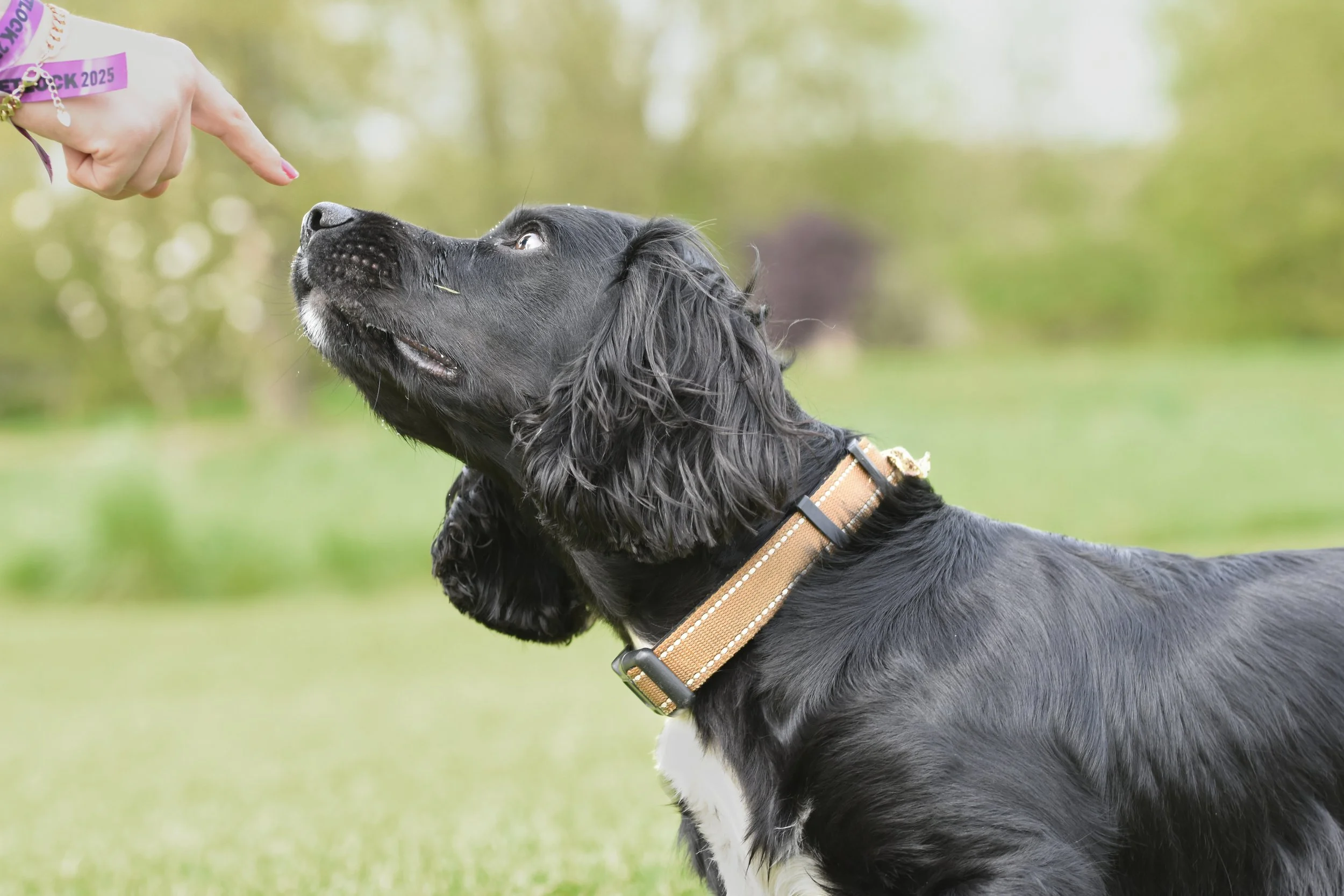 Pet Photography, Photography, Bury St Edmunds Photographer, young photographer, Pets