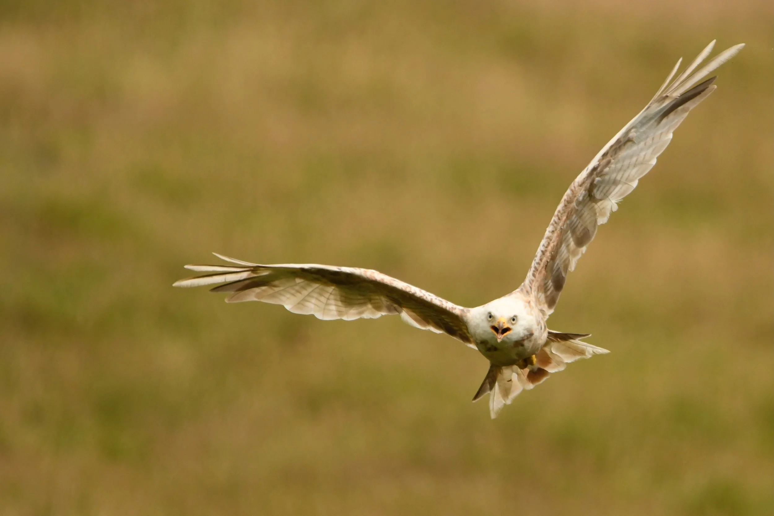 Wildlife photography, wildlife photographer, photographer, Bury St Edmunds photographer, wildlife, nature, TD Photographer,  TD Photography